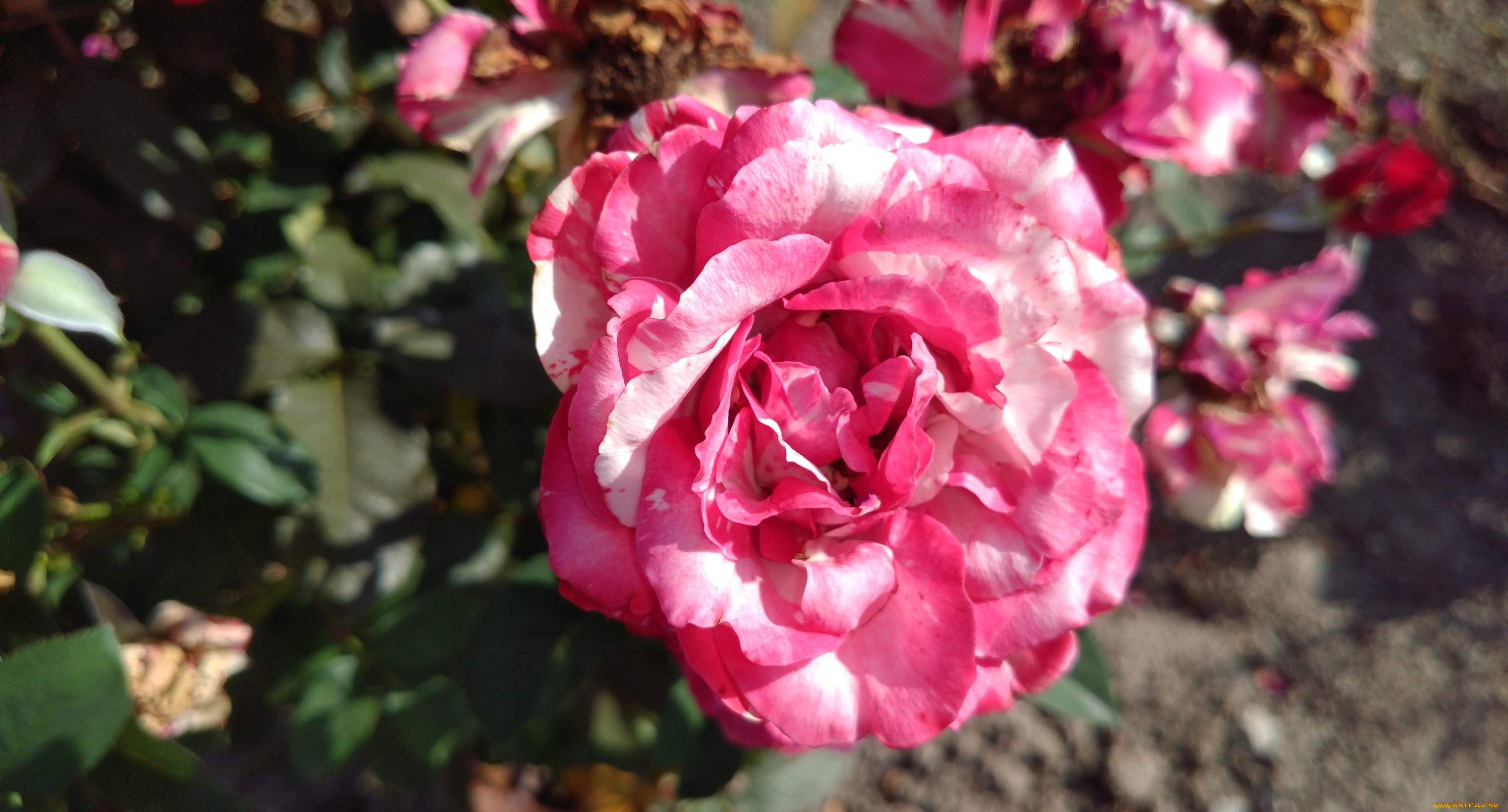 цветы, розы, розовая