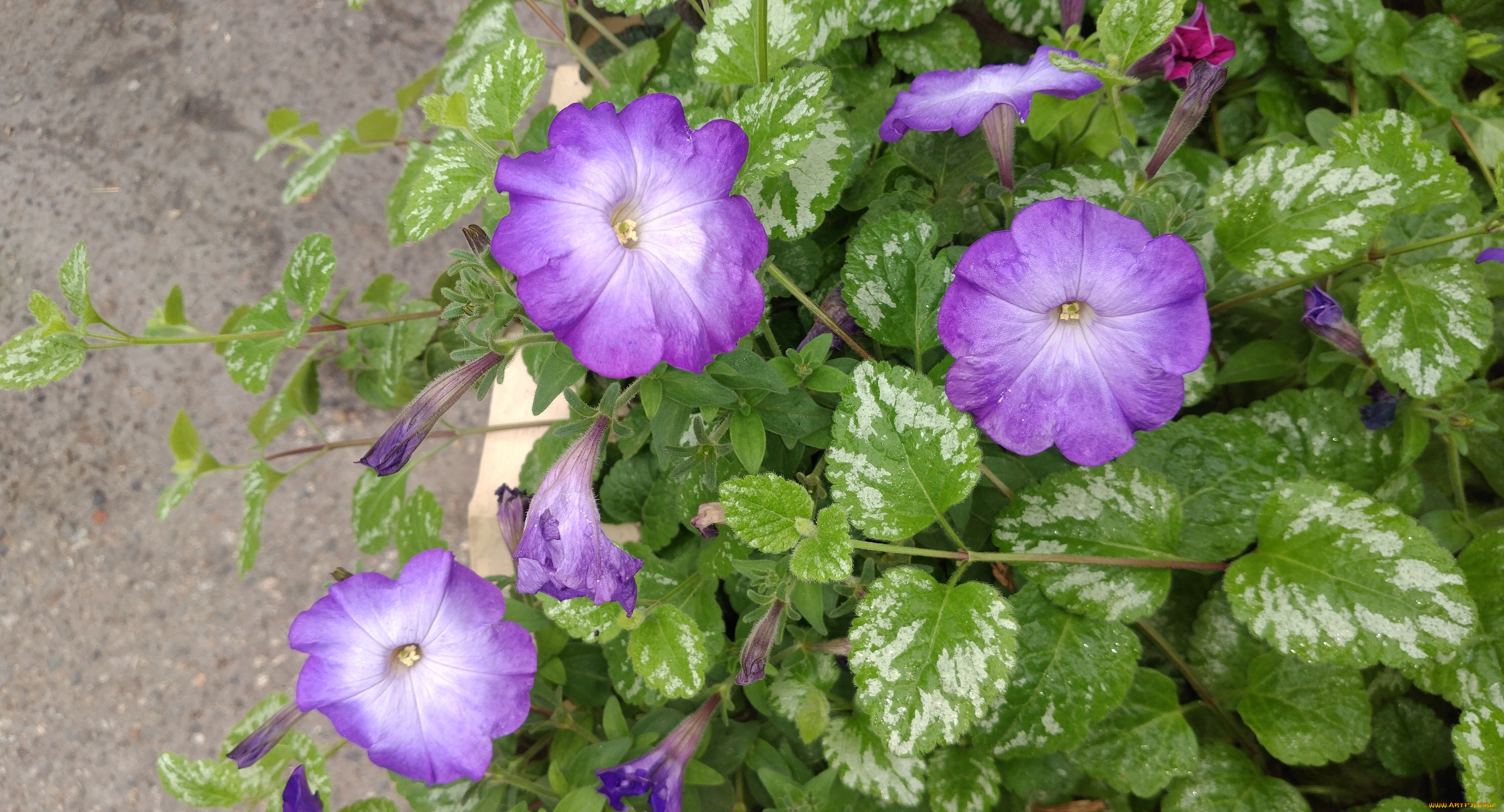 цветы, петунии, , калибрахоа, клумба