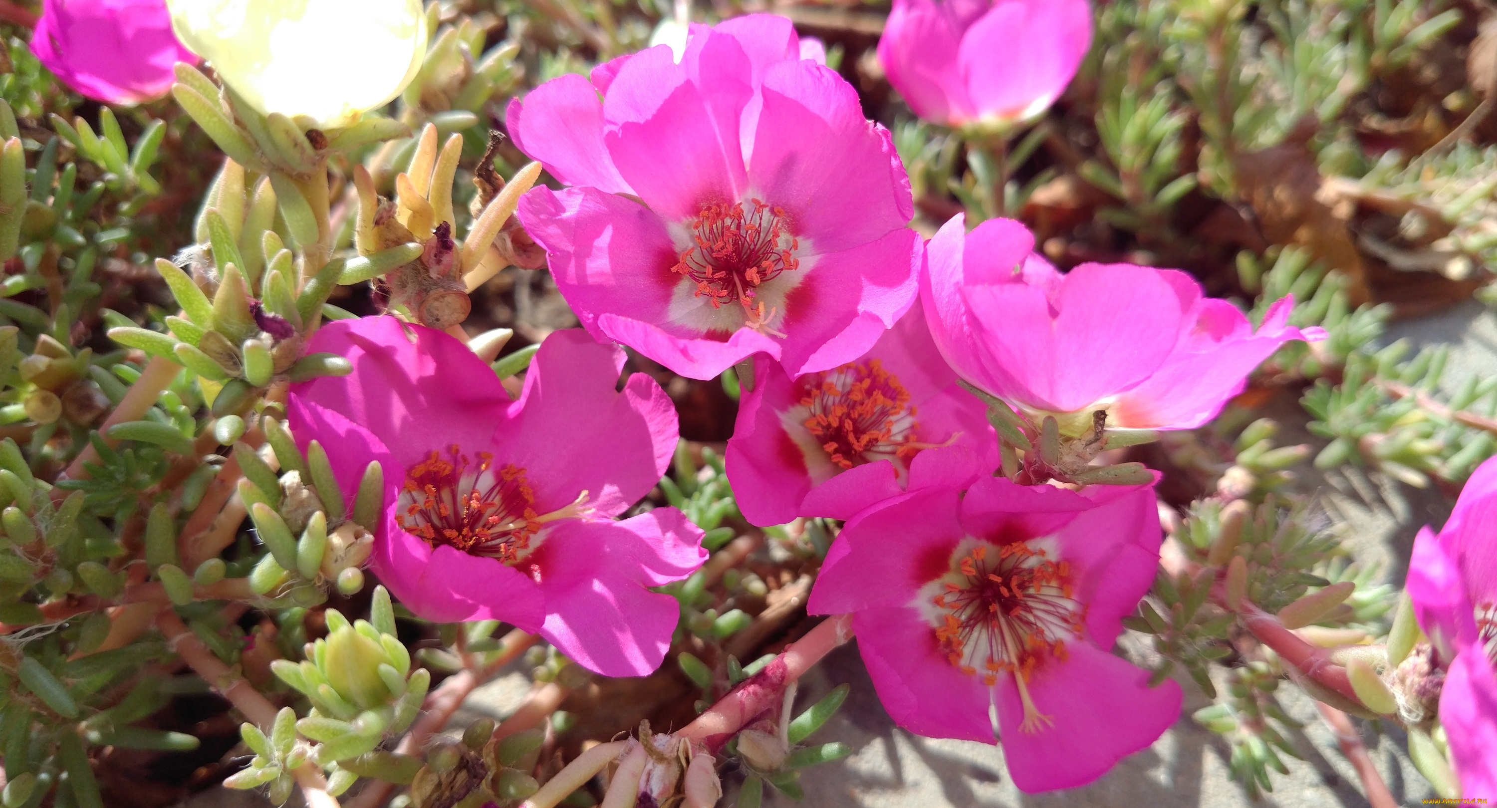 цветы, портулак, розовые