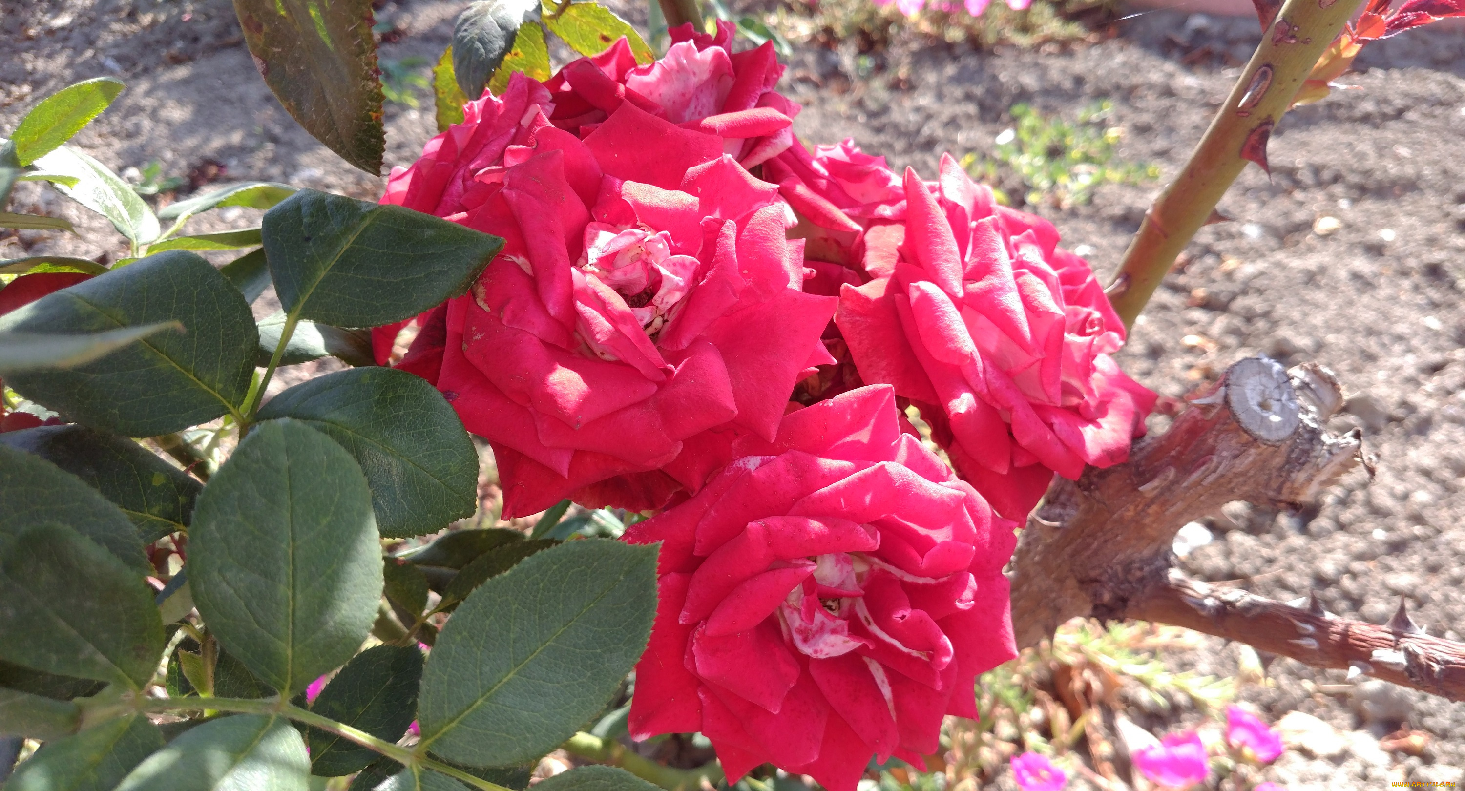 цветы, розы