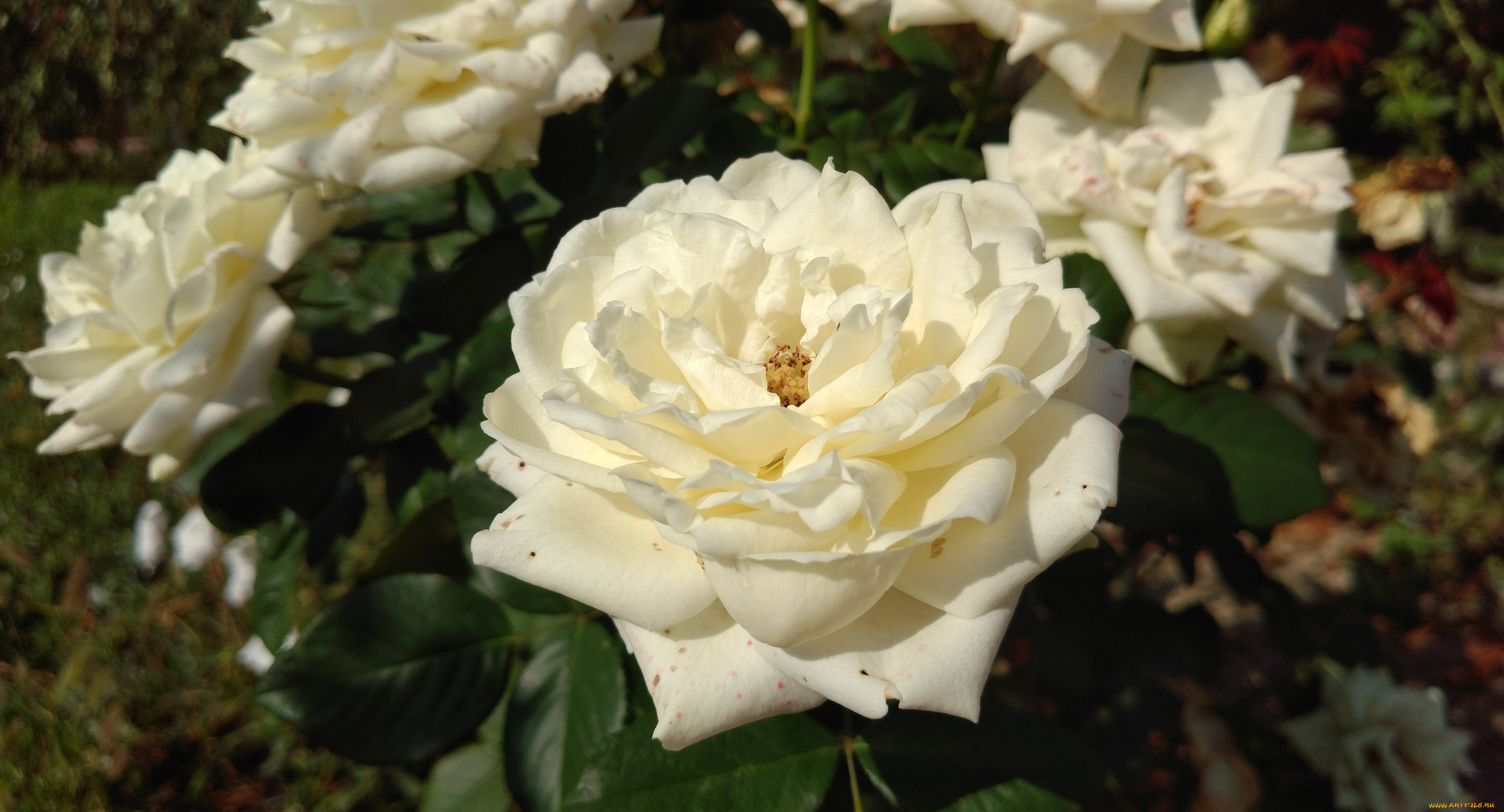 цветы, розы