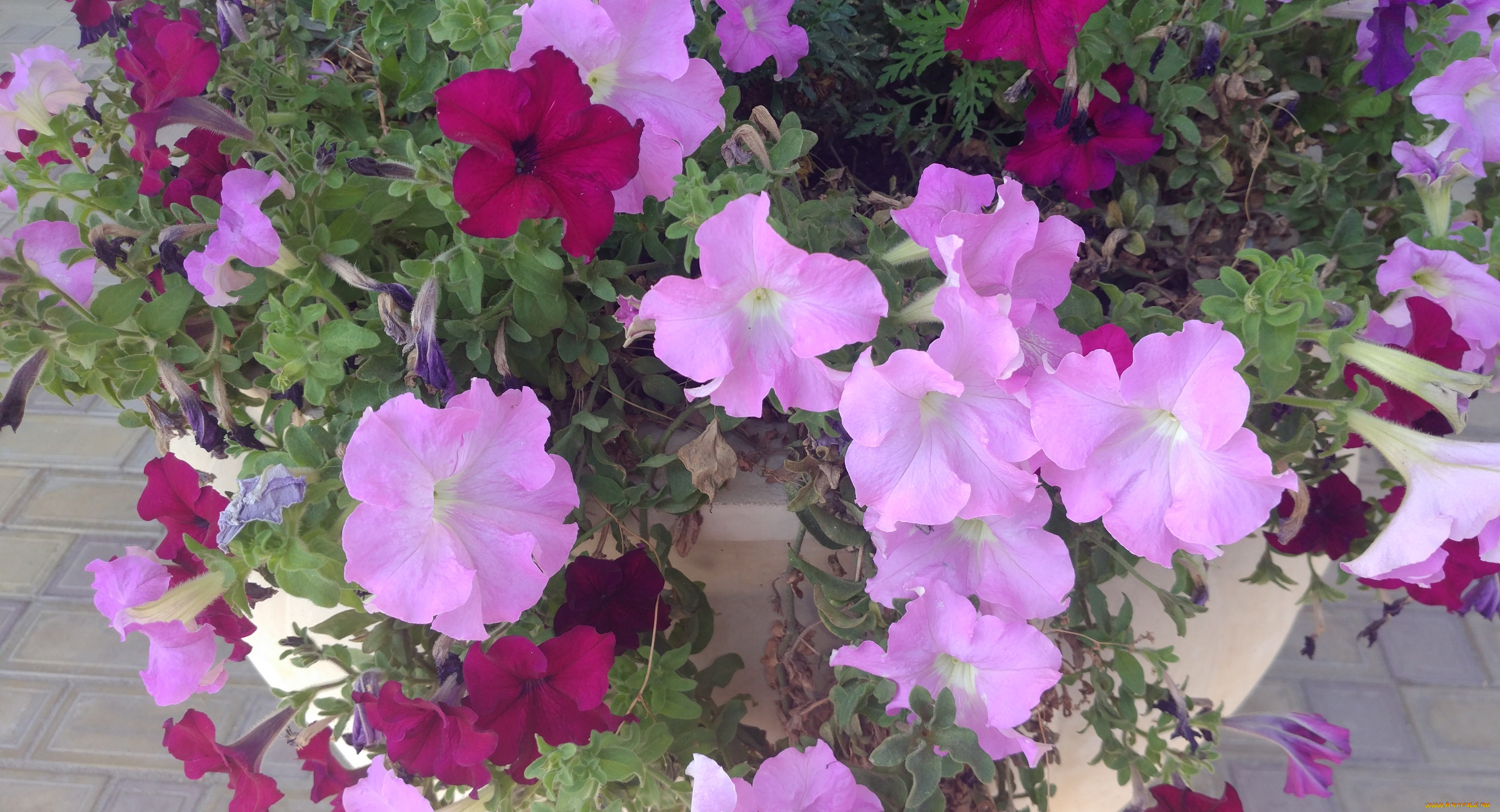 цветы, петунии, , калибрахоа, клумба