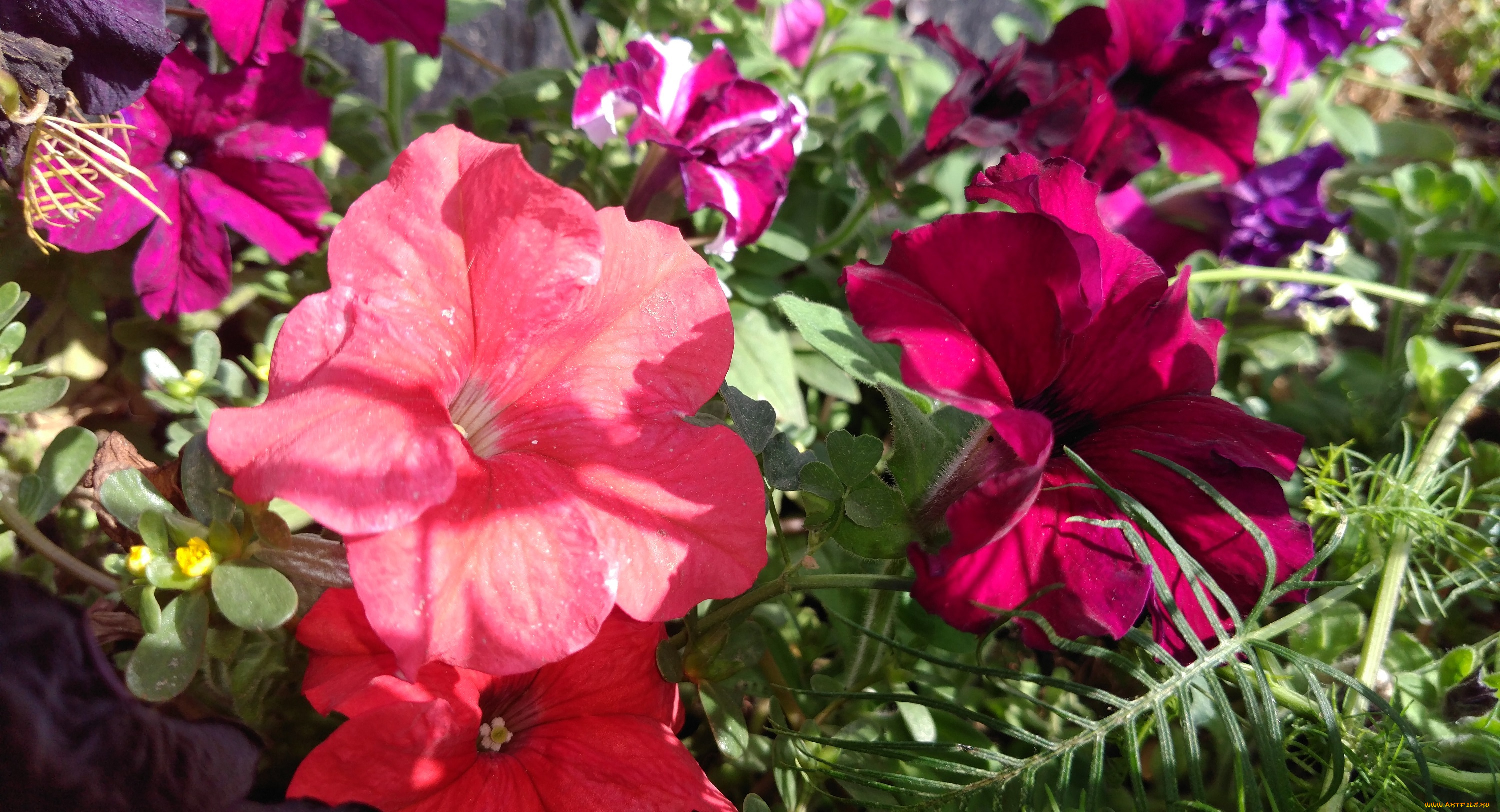 цветы, петунии, , калибрахоа, клумба