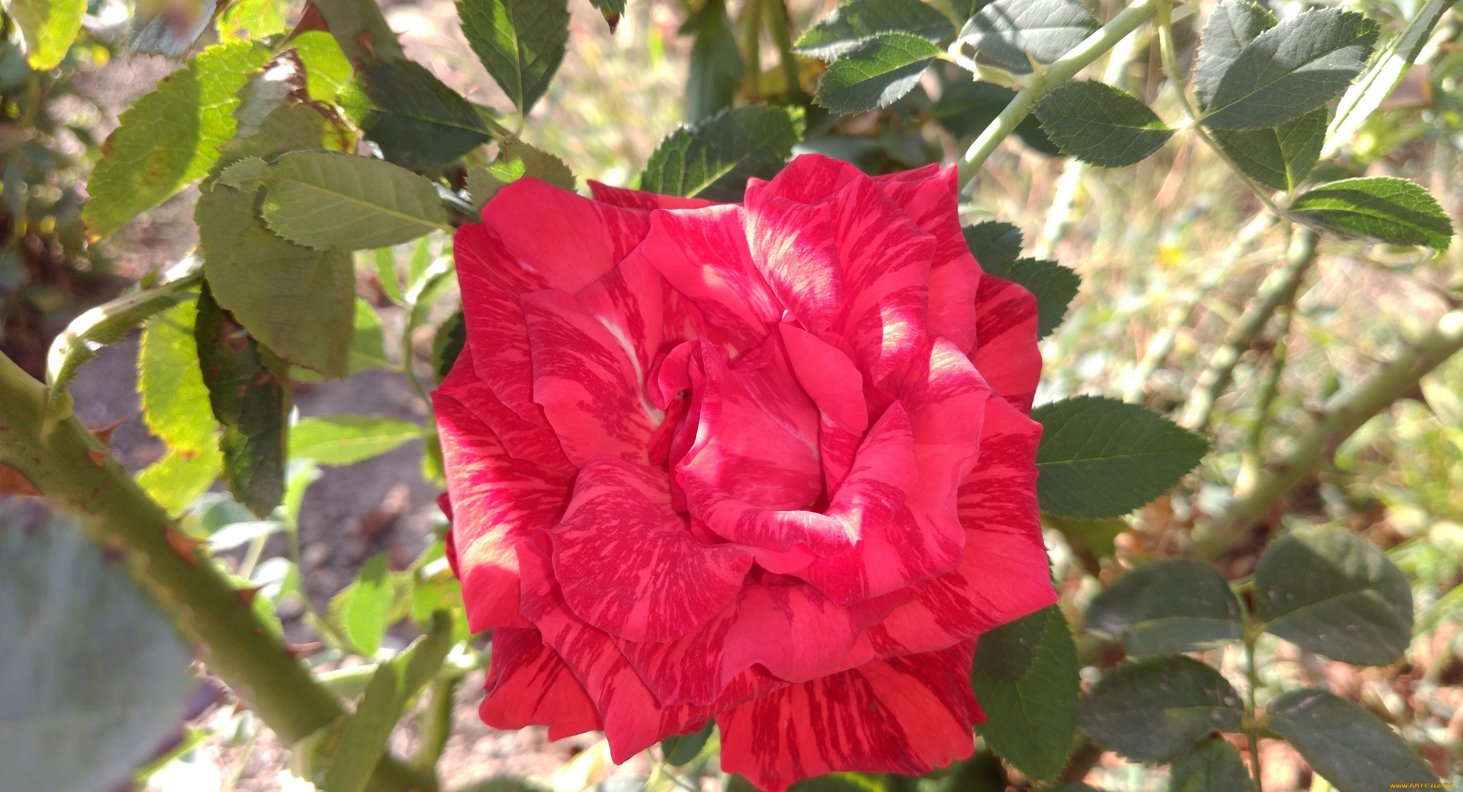 цветы, розы, роза