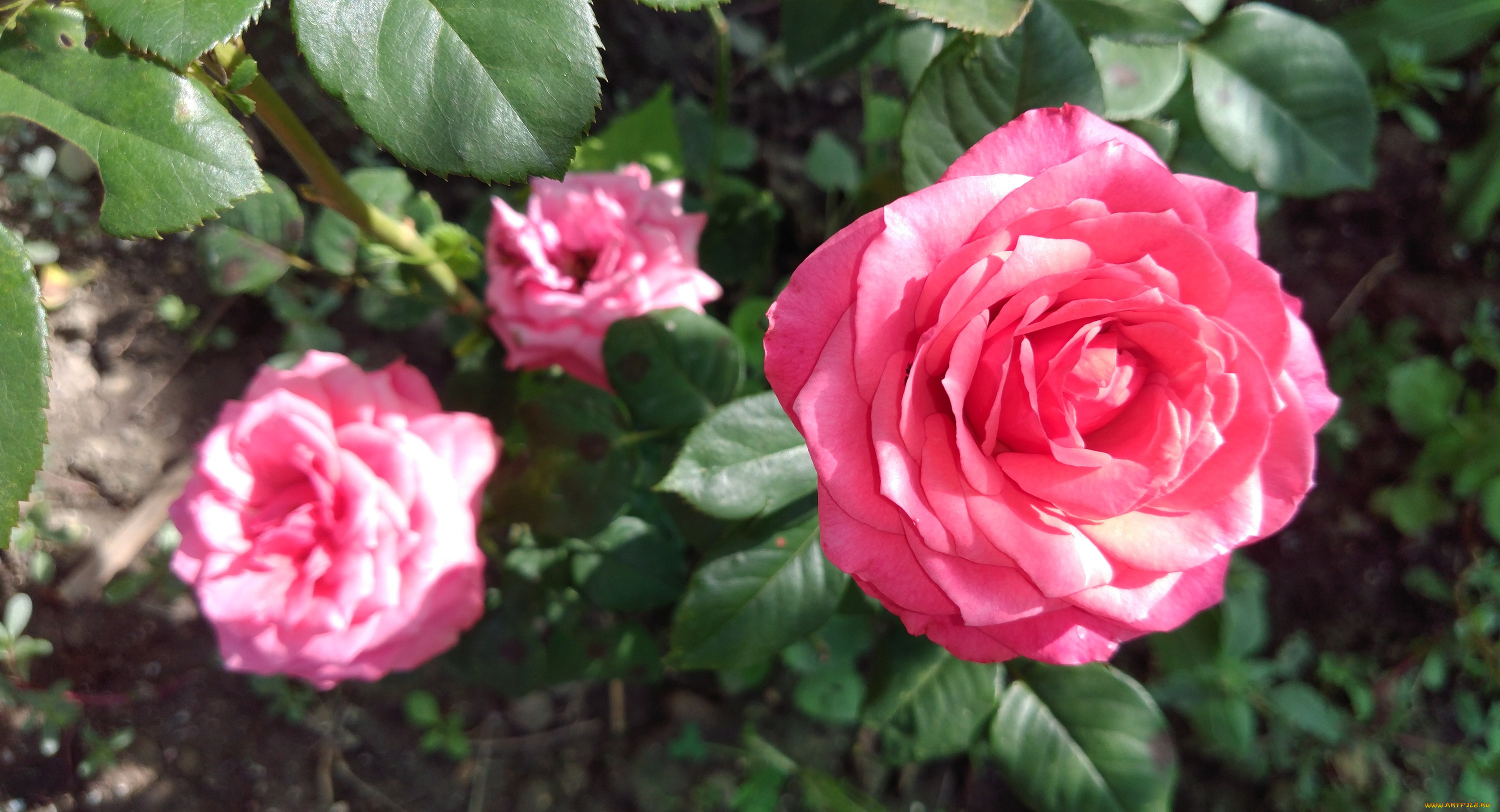 цветы, розы, розовый