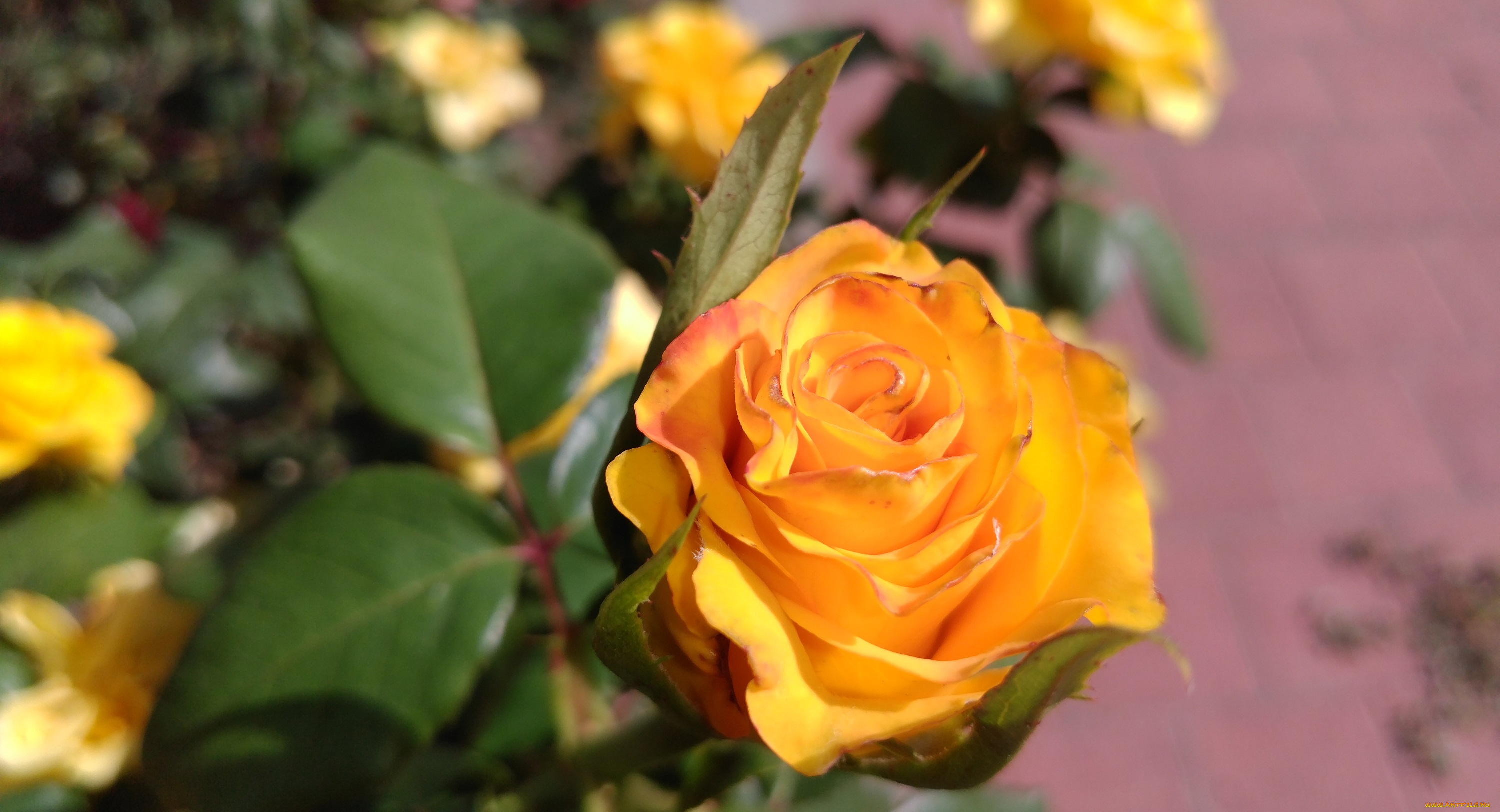 цветы, розы, жёлтая