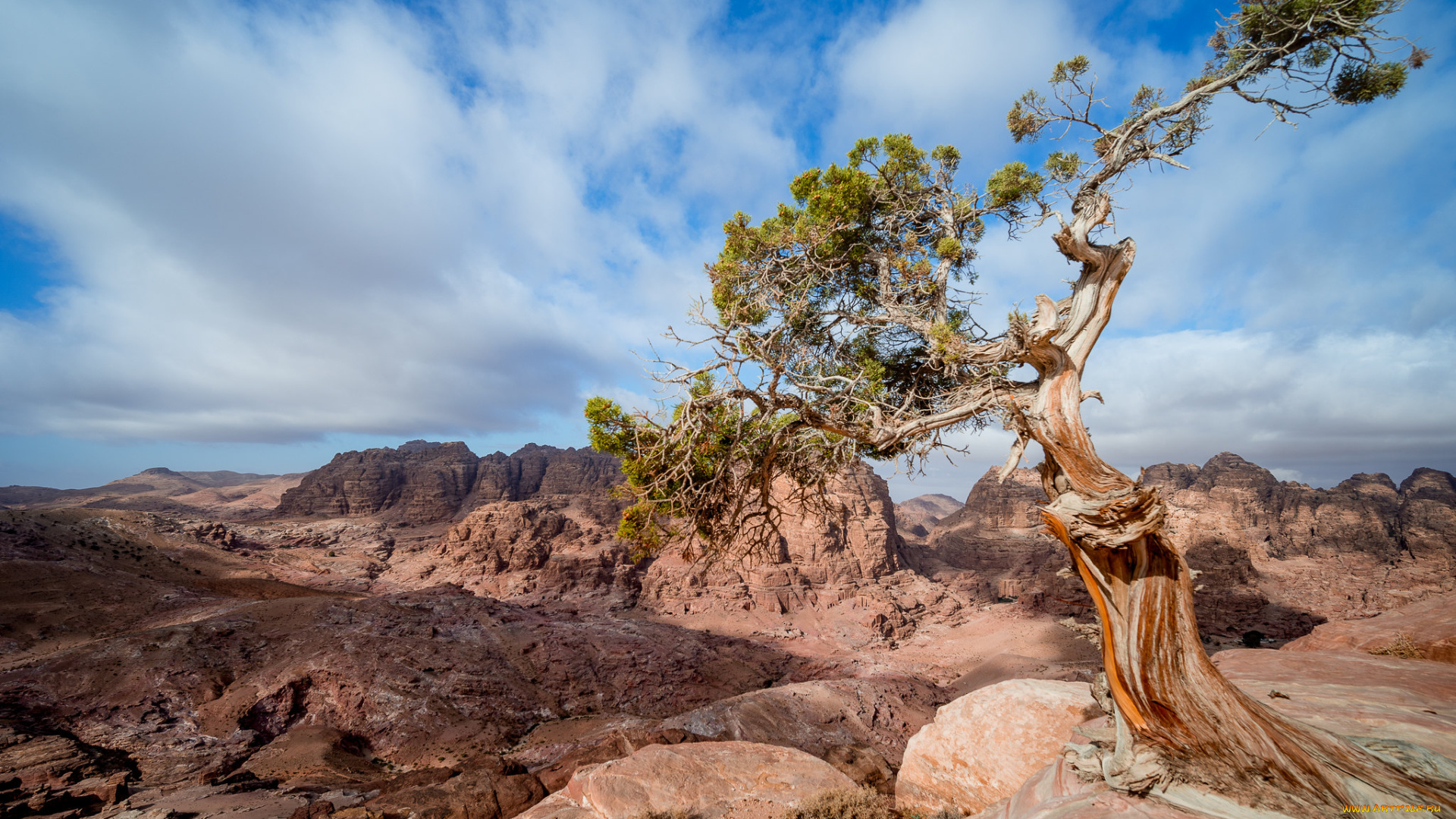 природа, деревья, простор
