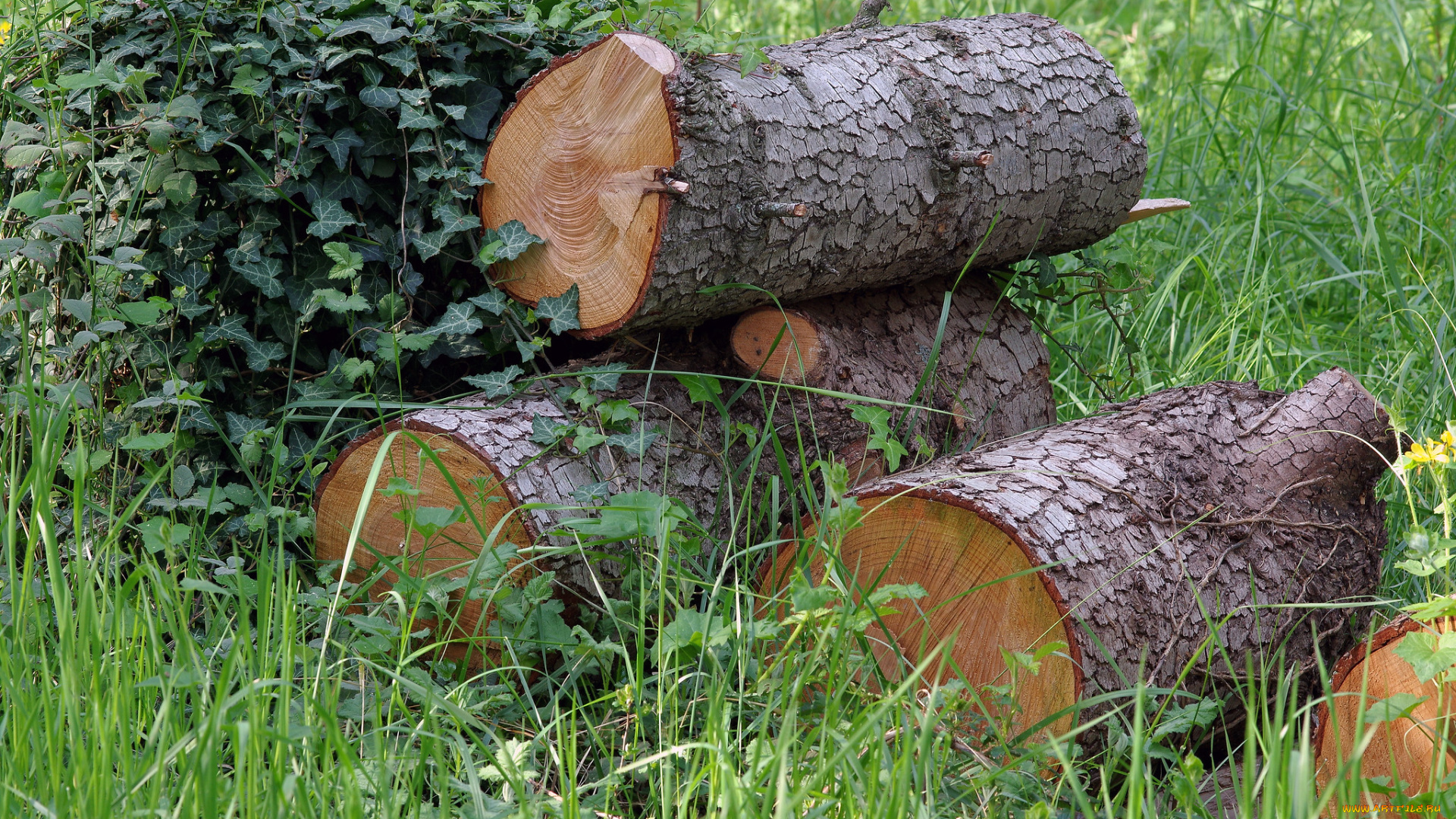 природа, лес, простор