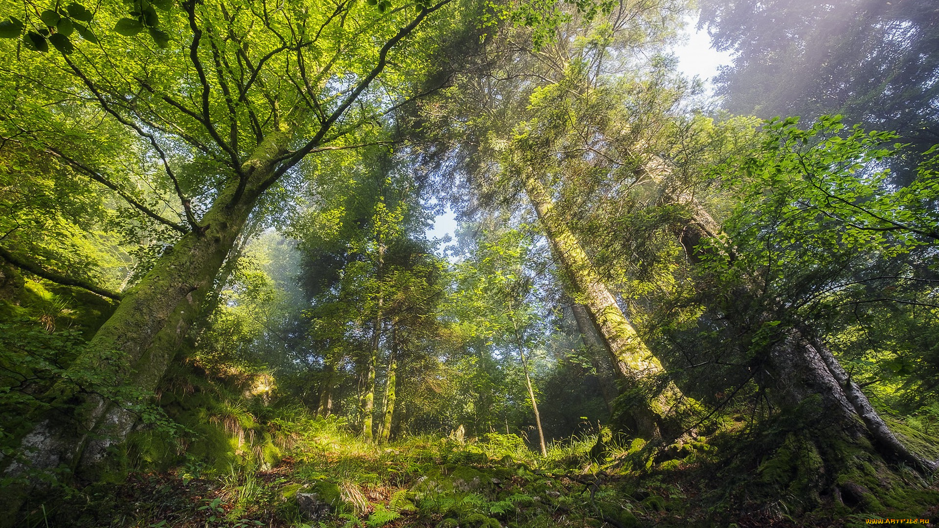 природа, лес, простор