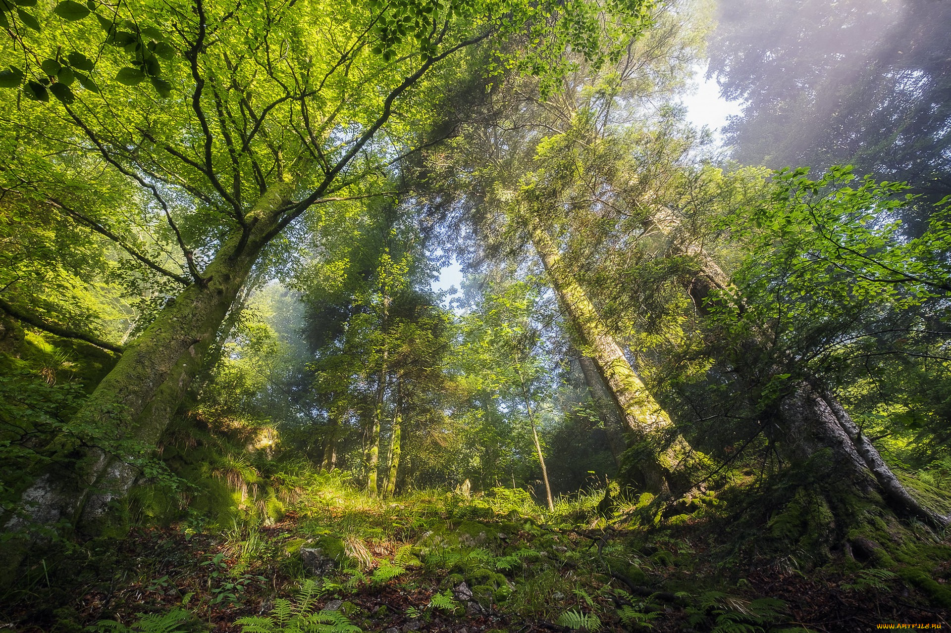 природа, лес, простор