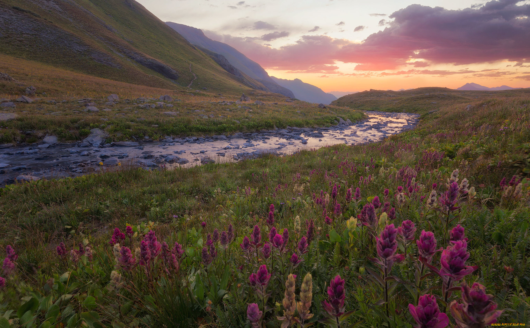 природа, луга, простор