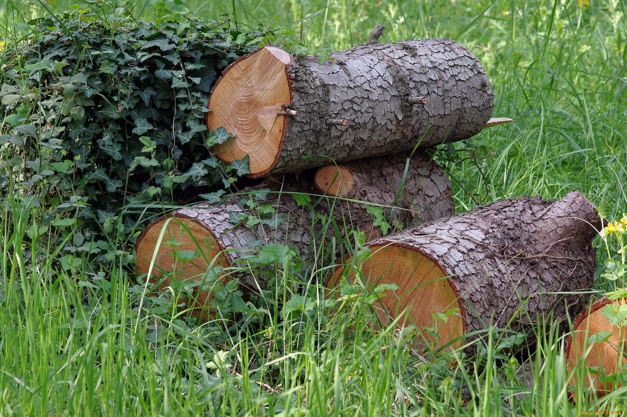 природа, лес, простор