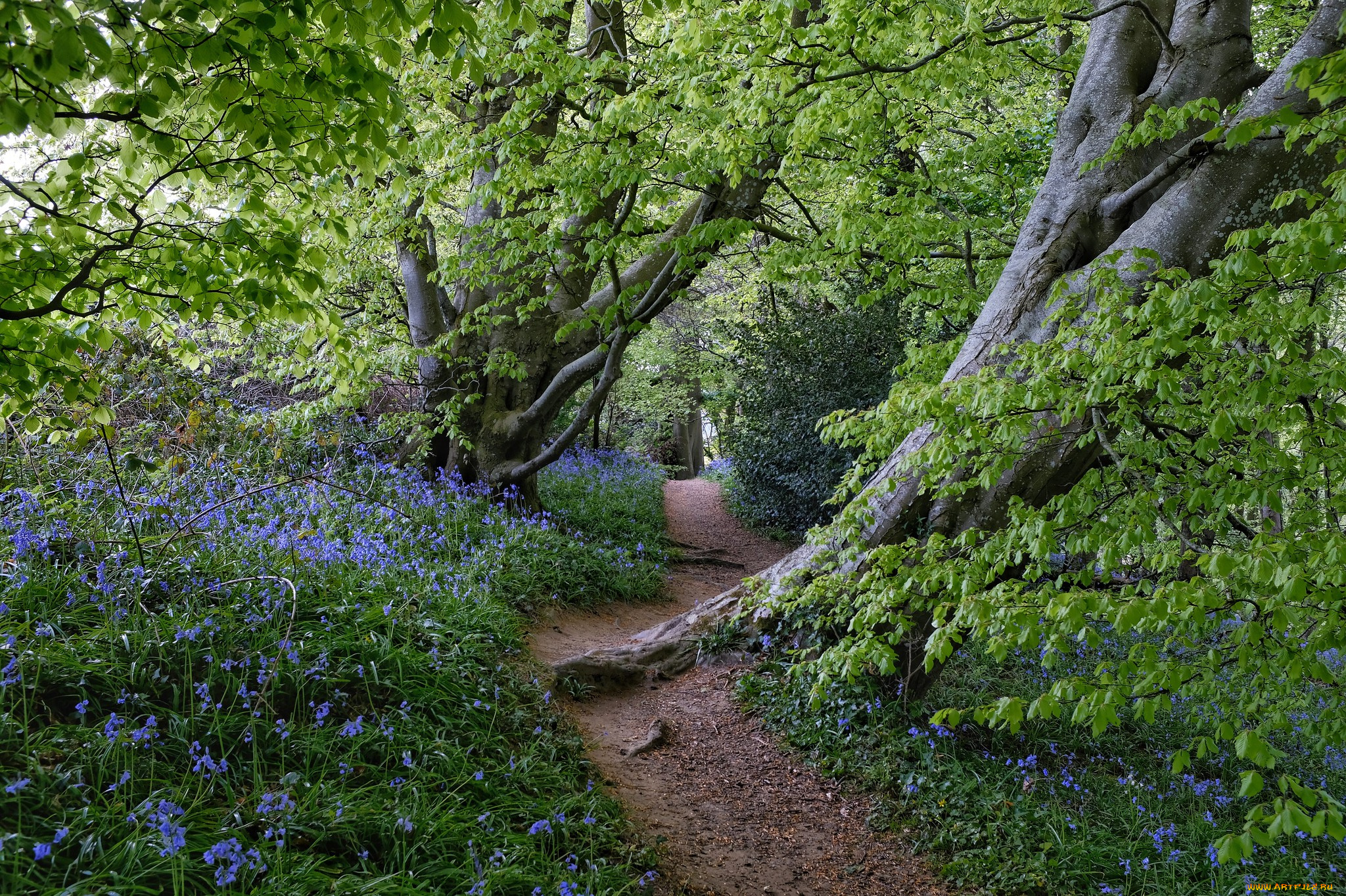 природа, лес, простор