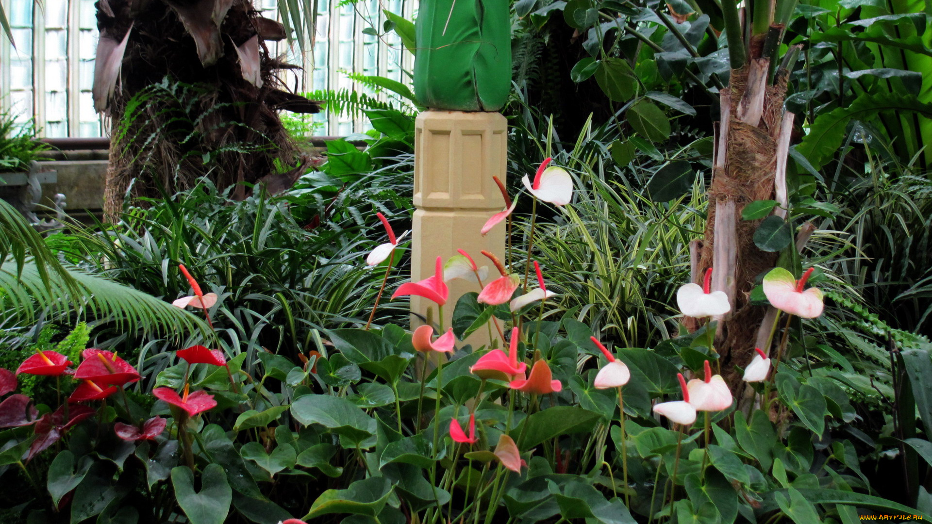 цветы, антуриум, , цветок, фламинго, антуриум, экзотика