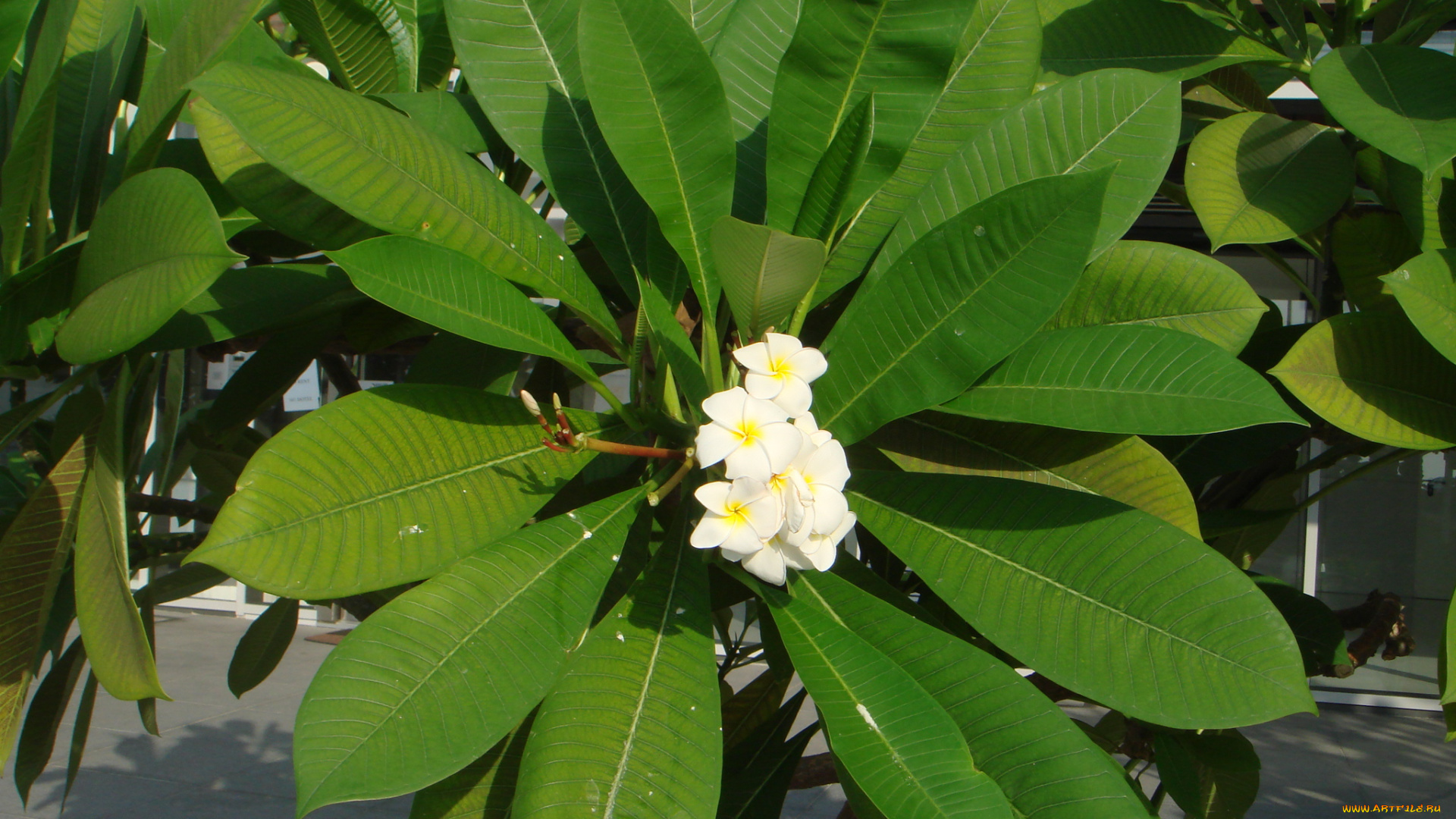 цветы, цветущие, деревья, , , кустарники, банан, листья, цветение