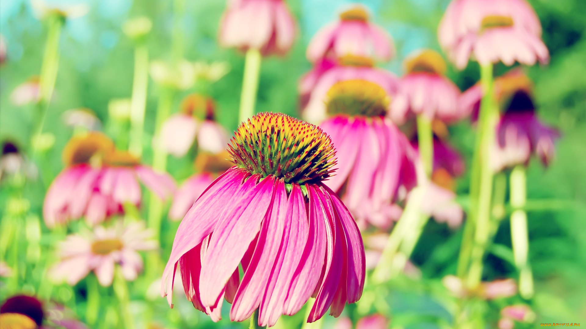 цветы, эхинацея, поле, ромашки, розовые