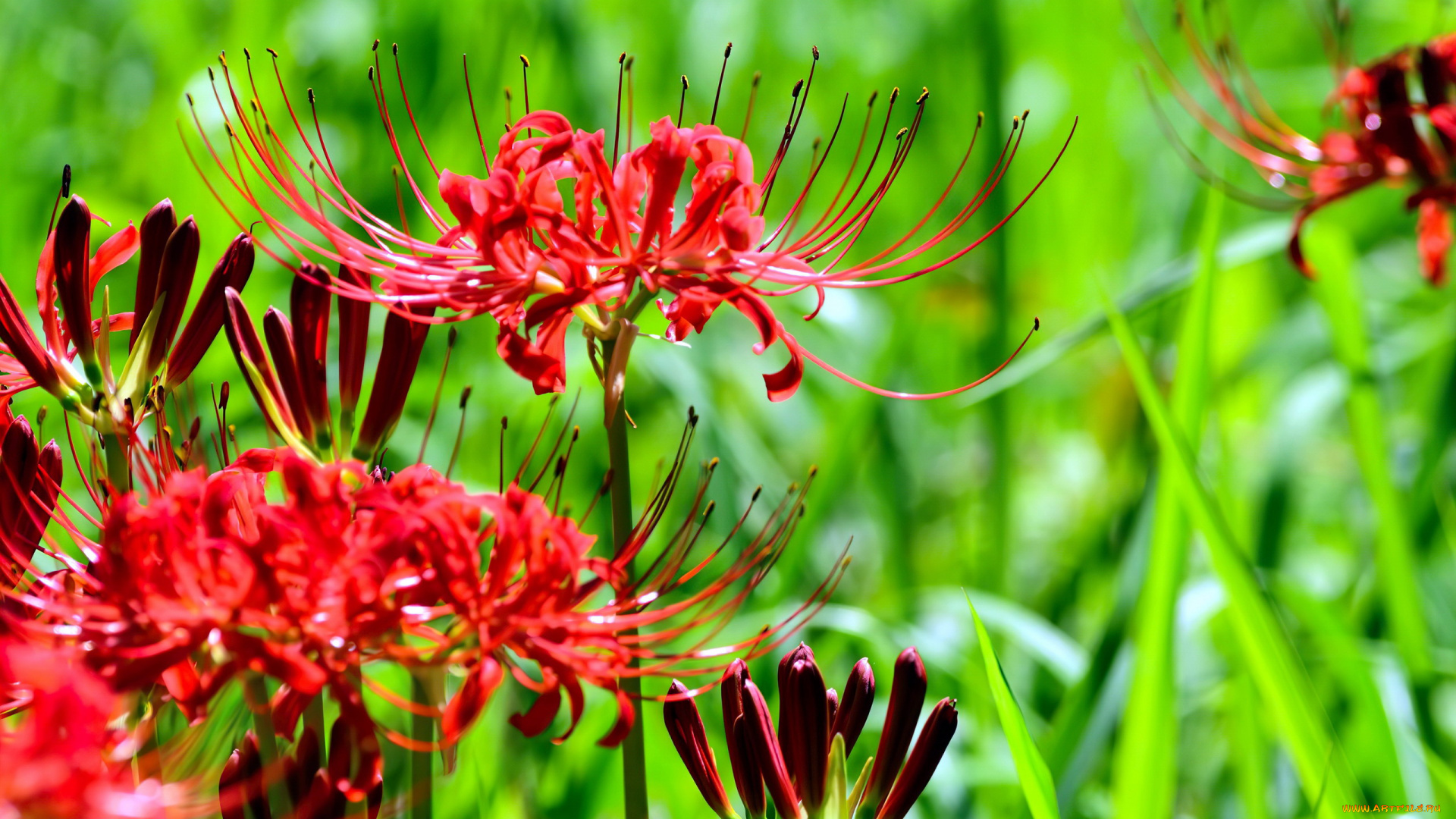 grevillea, цветы, гревиллея