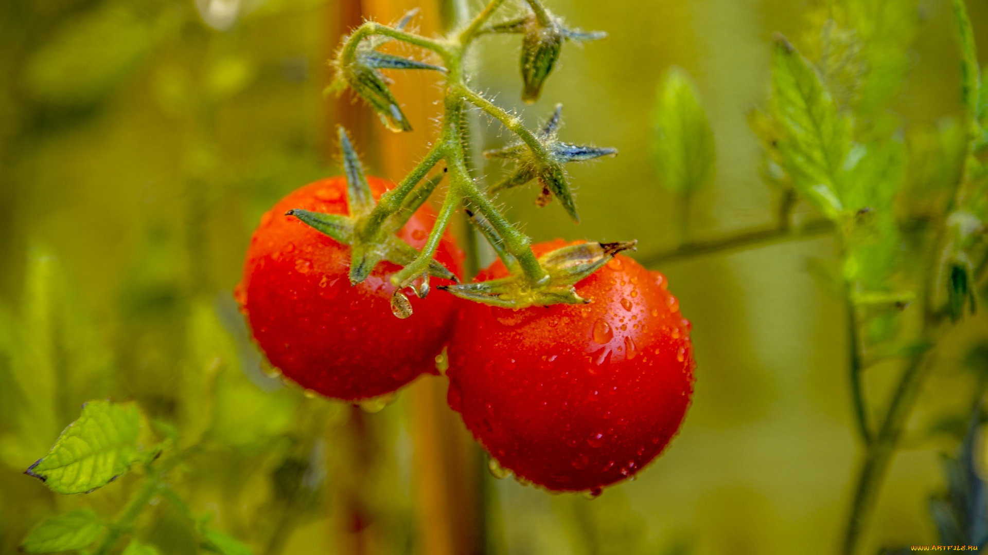 природа, плоды, помидоры