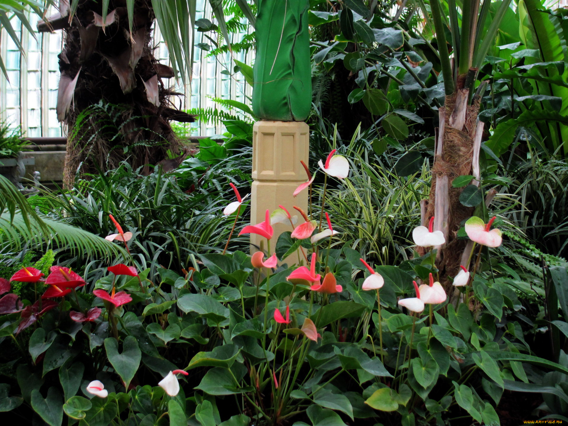 цветы, антуриум, , цветок, фламинго, антуриум, экзотика