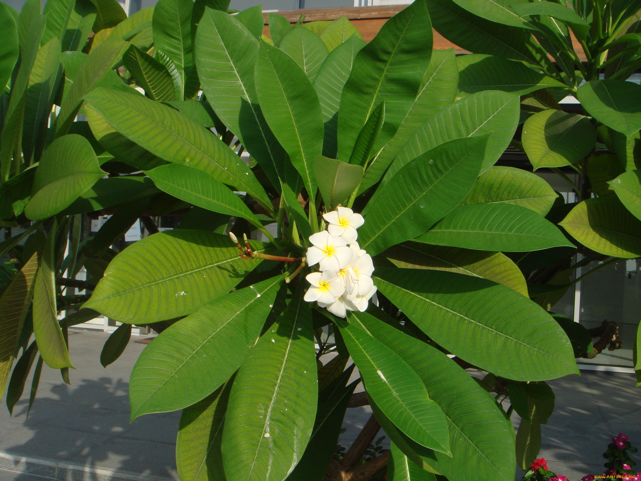 цветы, цветущие, деревья, , , кустарники, банан, листья, цветение