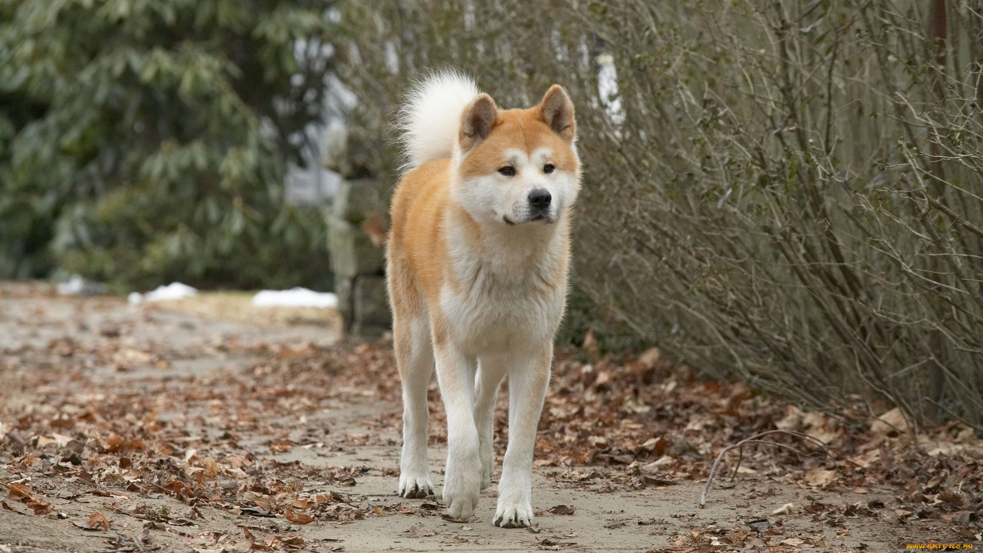 кино, фильмы, hachiko, , a, dogs, story, собака, хатико, осень