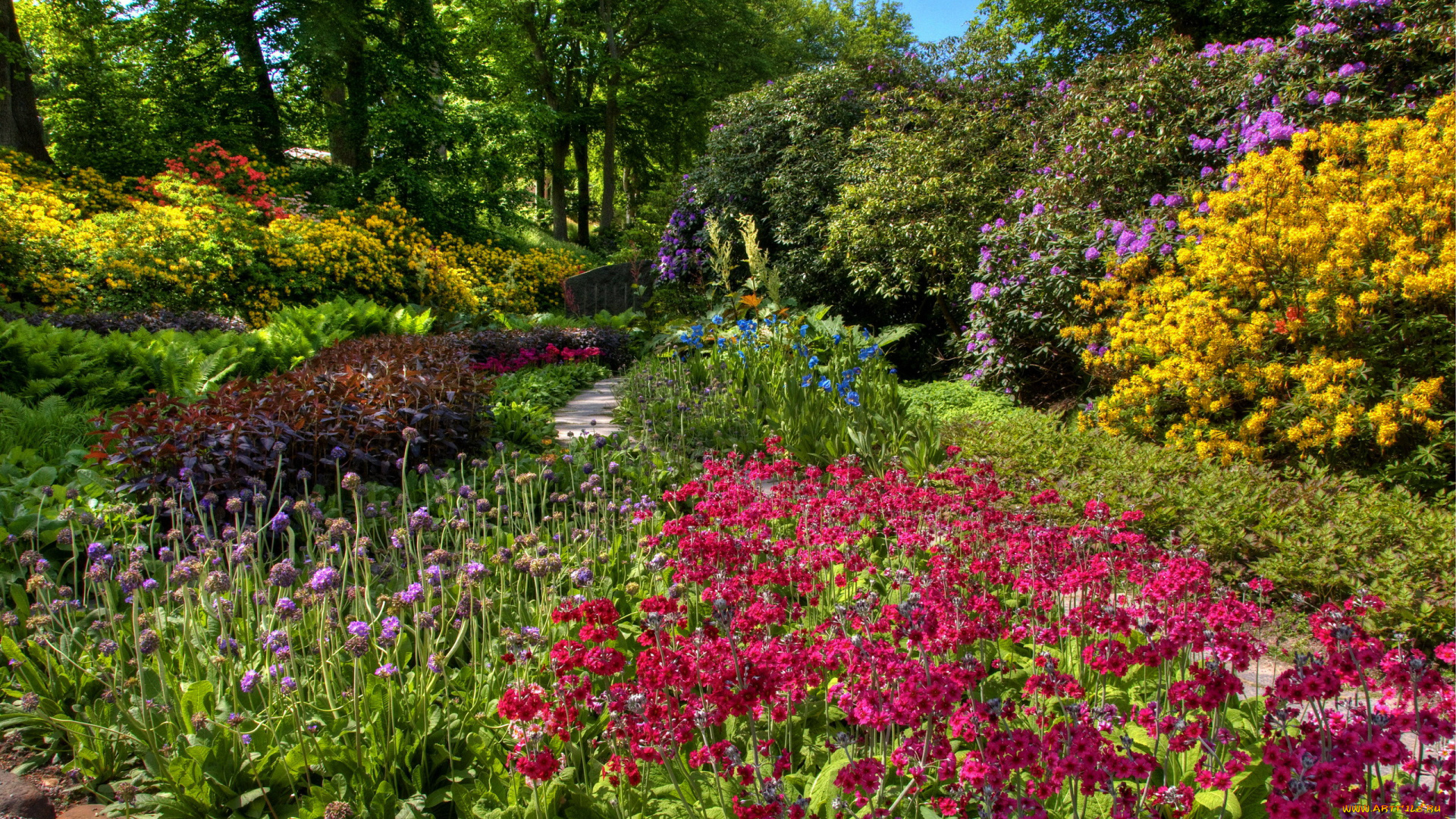 природа, парк, цветущие, кусты