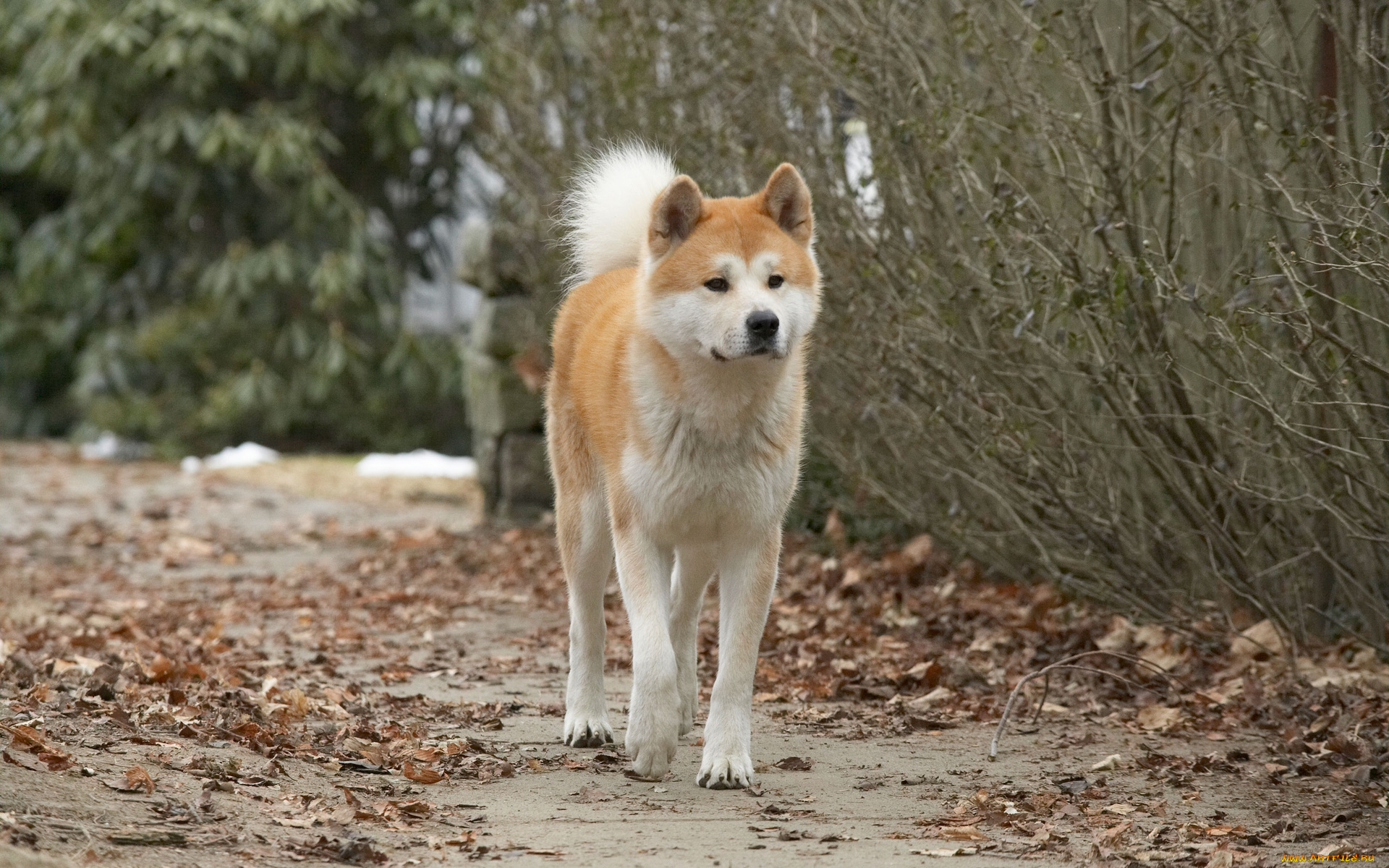 кино, фильмы, hachiko, , a, dogs, story, собака, хатико, осень
