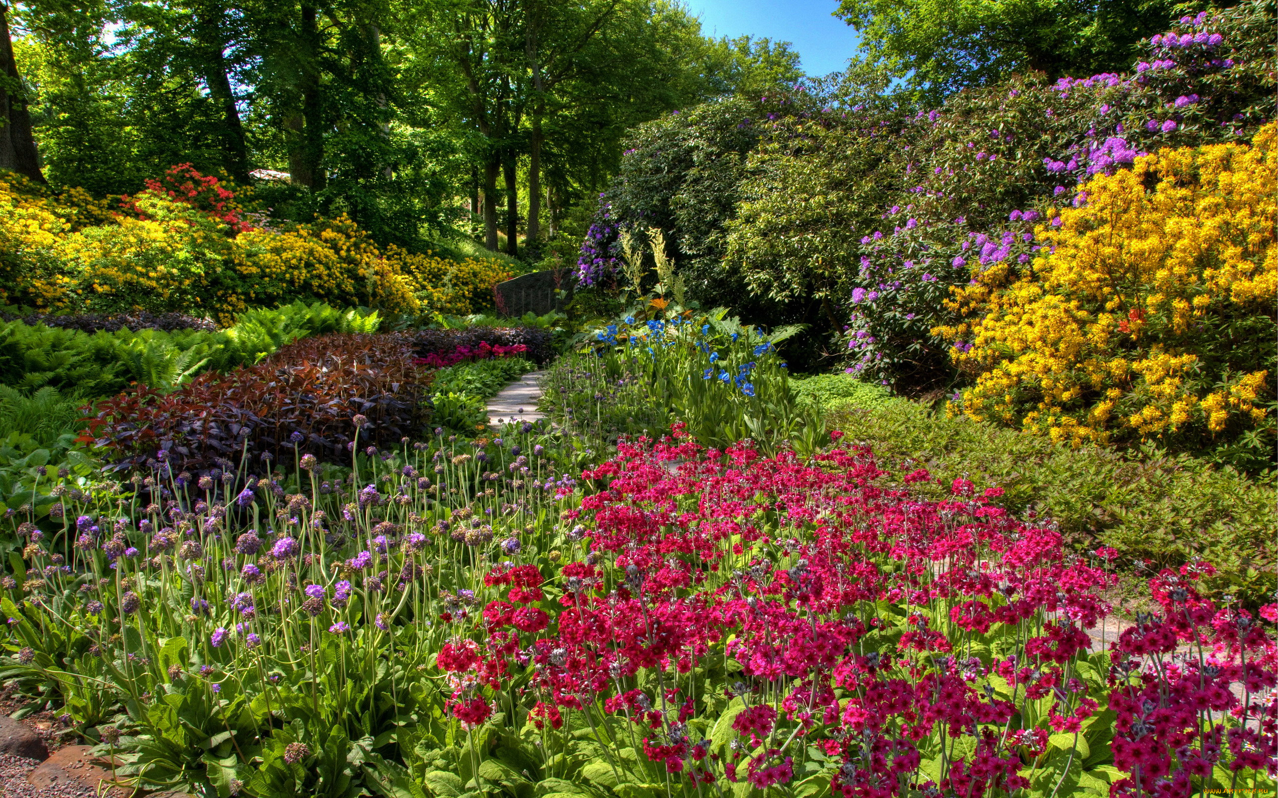 природа, парк, цветущие, кусты