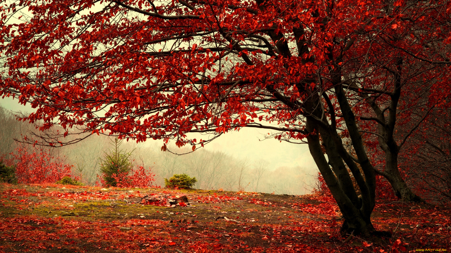 природа, деревья, лес, туман, листья, осень