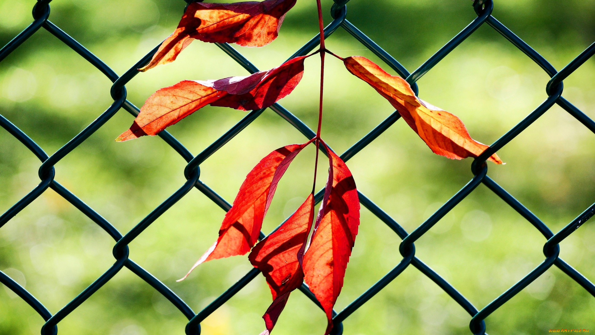 природа, листья, сетка, забор, осень
