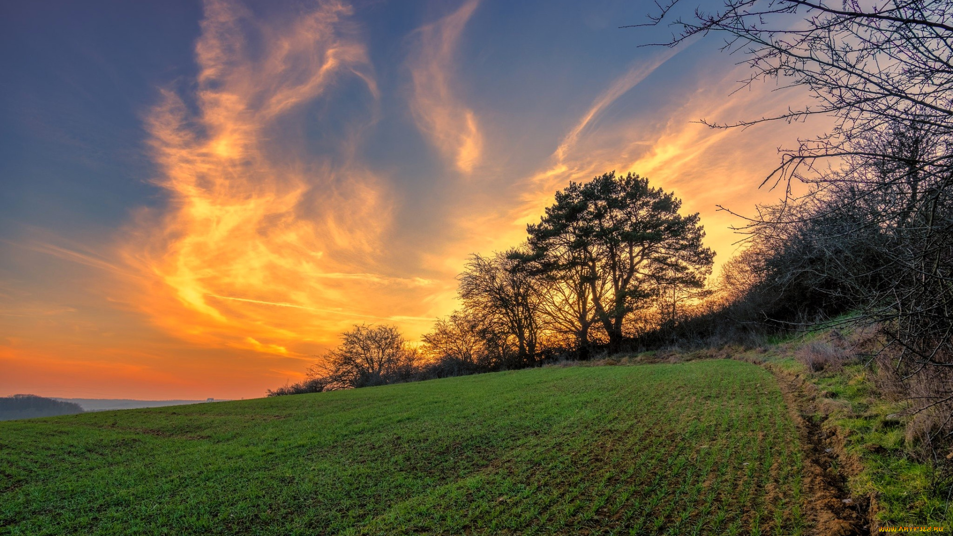 природа, поля, небо, облака, лес, поле
