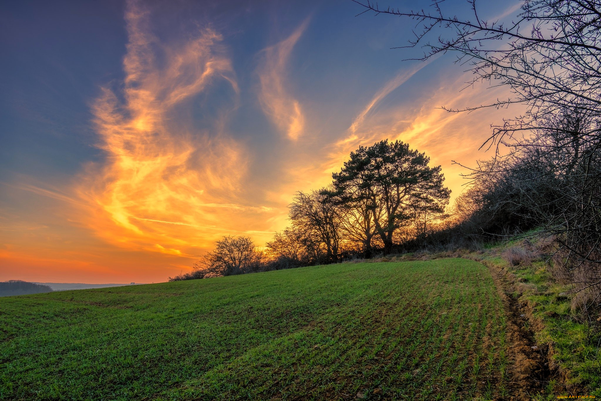 природа, поля, небо, облака, лес, поле