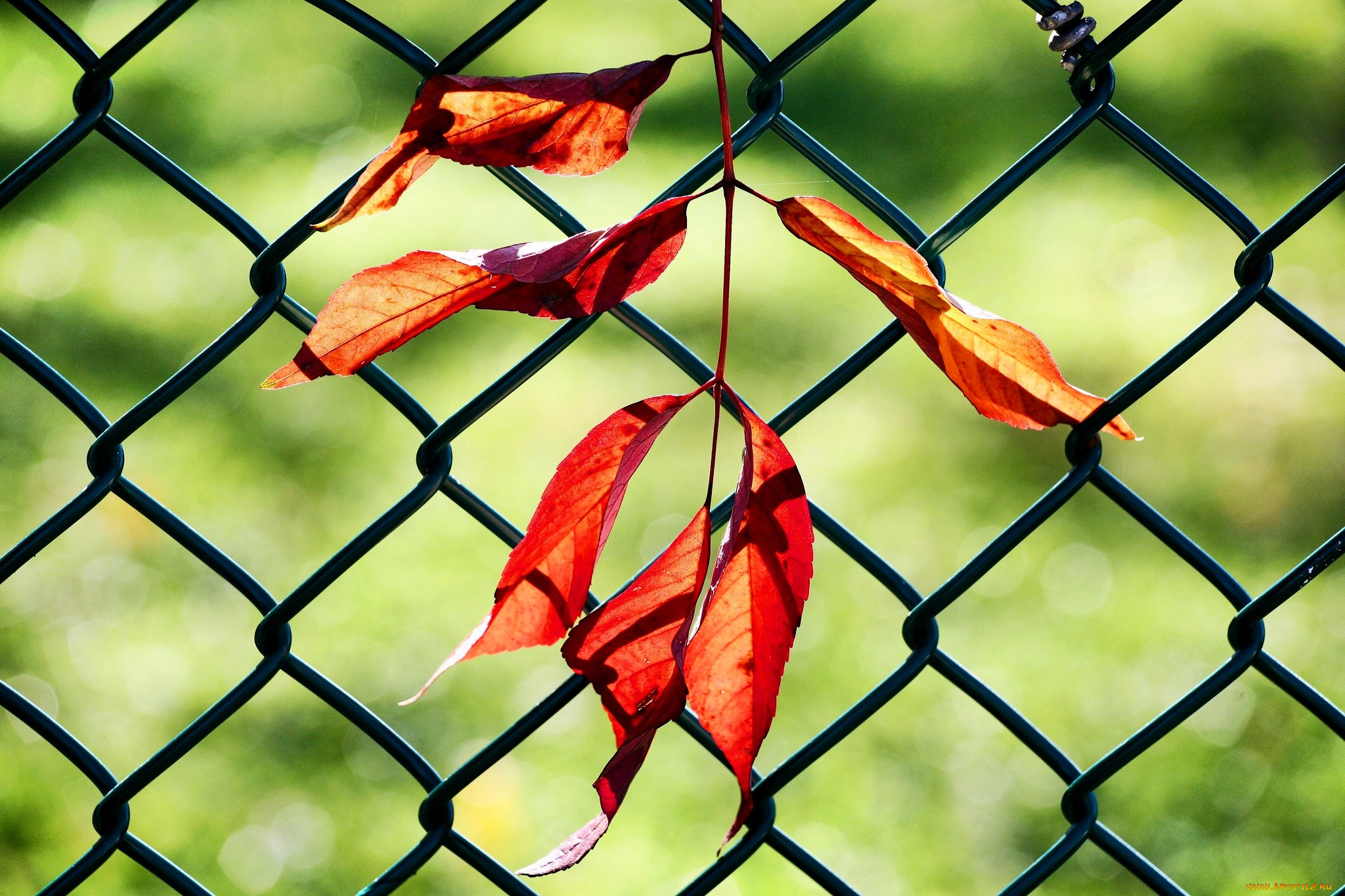 природа, листья, сетка, забор, осень