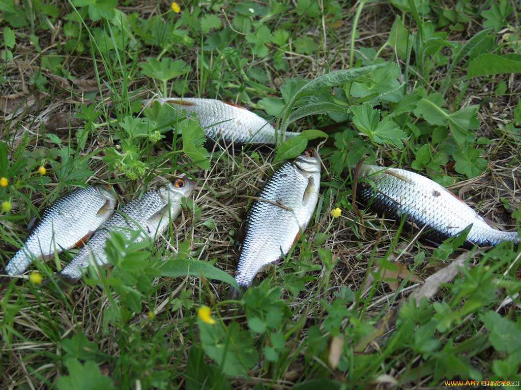 еда, рыба, морепродукты, суши, роллы