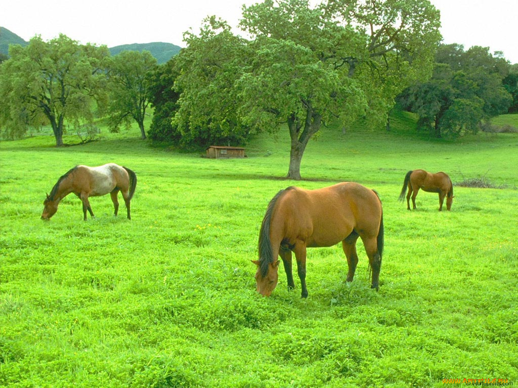 животные, лошади