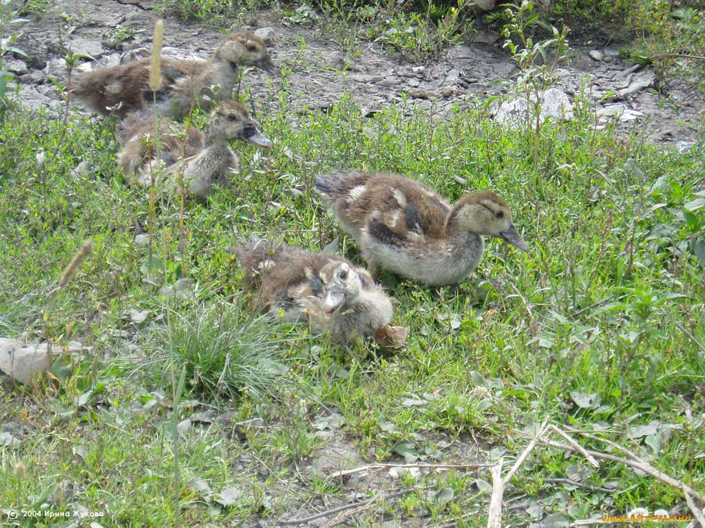 животные, утки