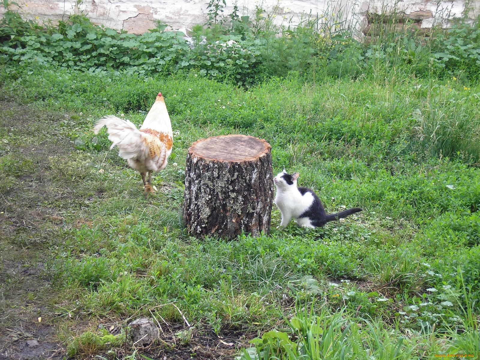 животные, куры, петухи