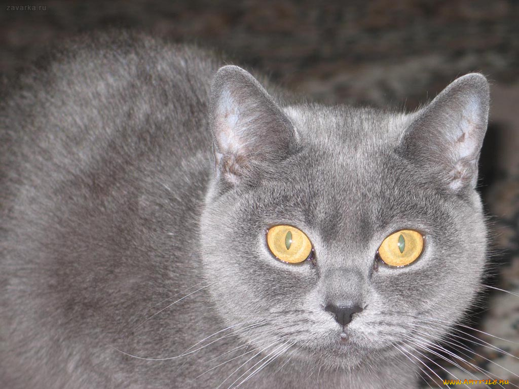 животные, коты