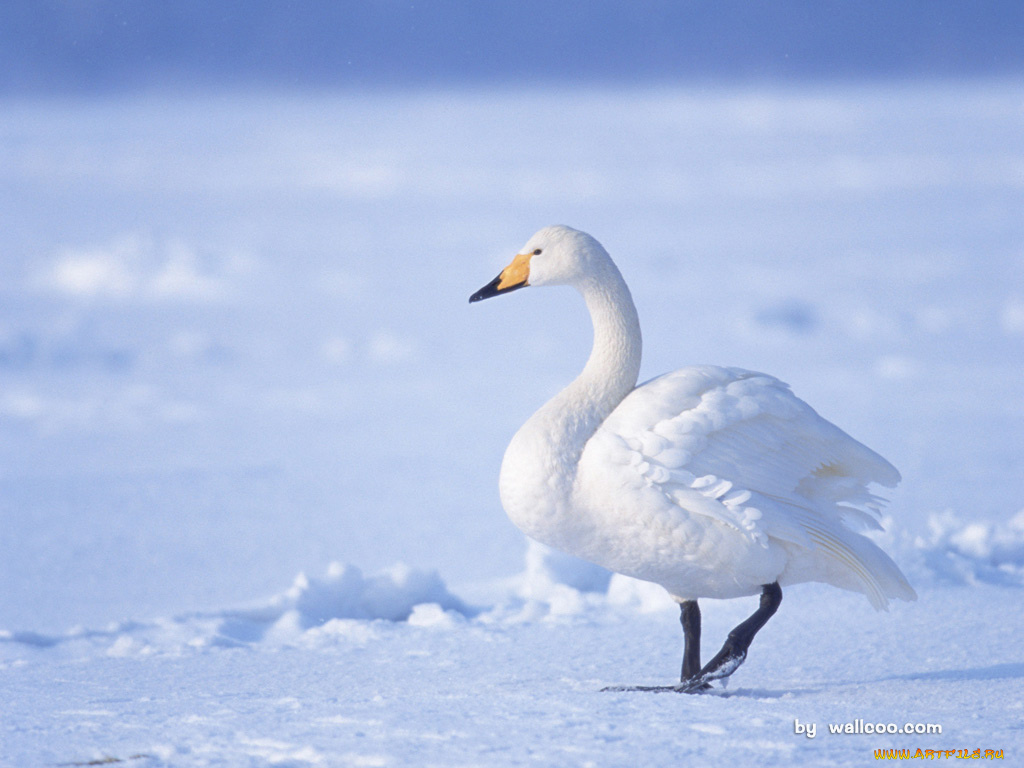 животные, лебеди