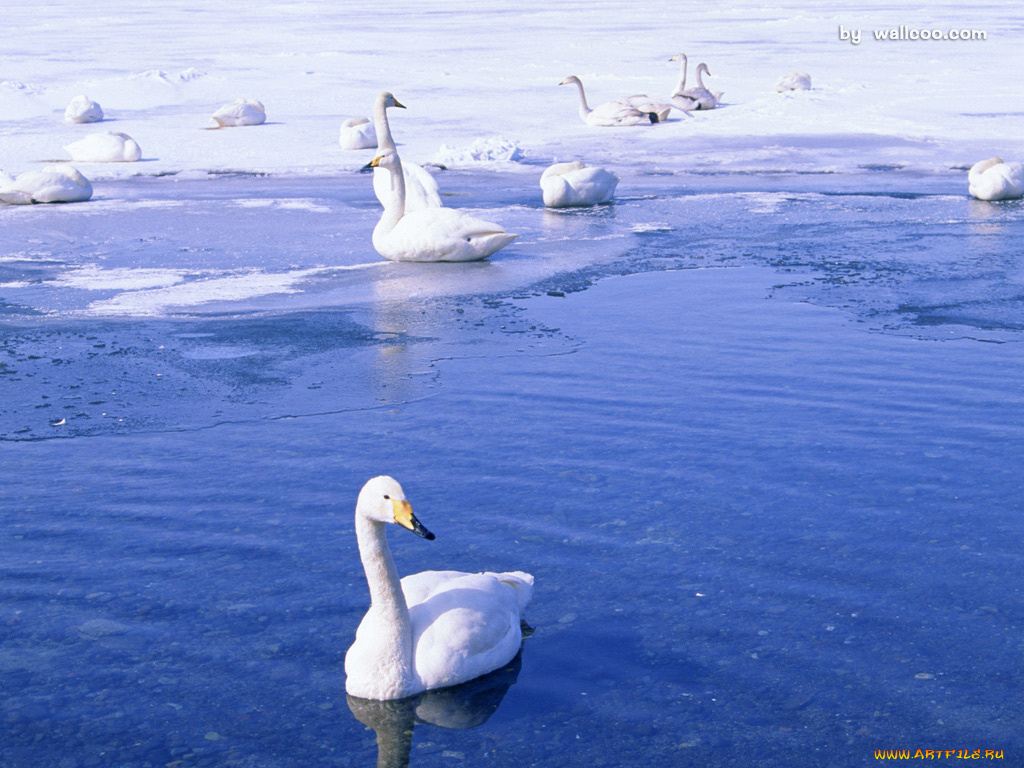 животные, лебеди