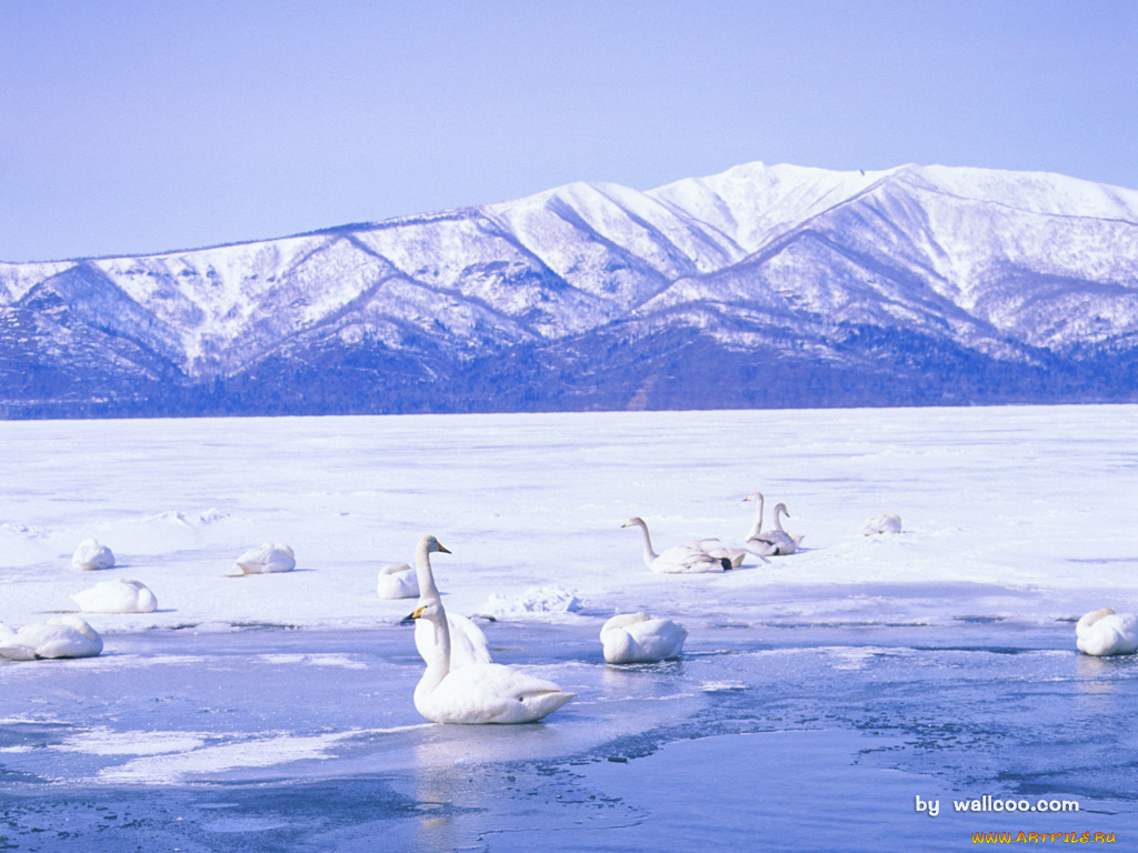 животные, лебеди