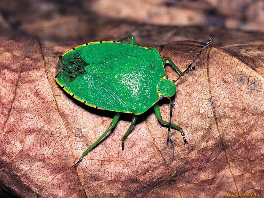 животные, насекомые