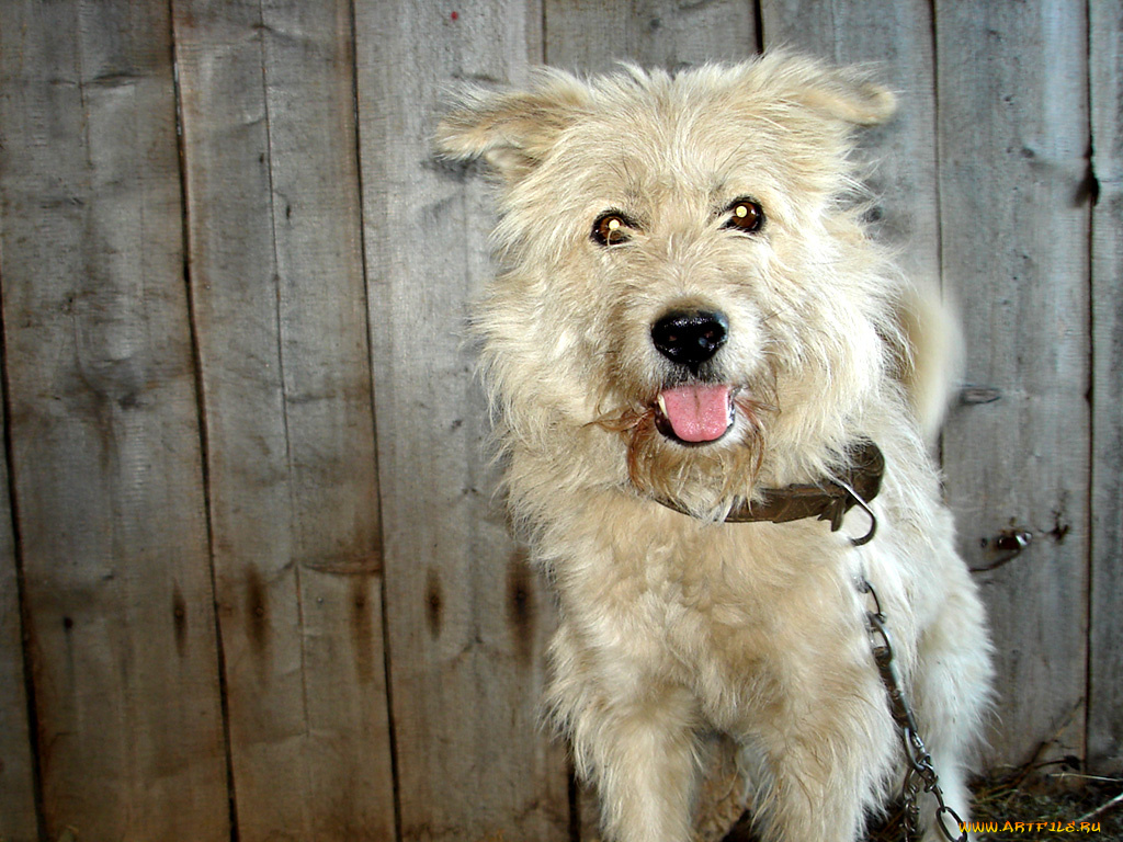 животные, собаки