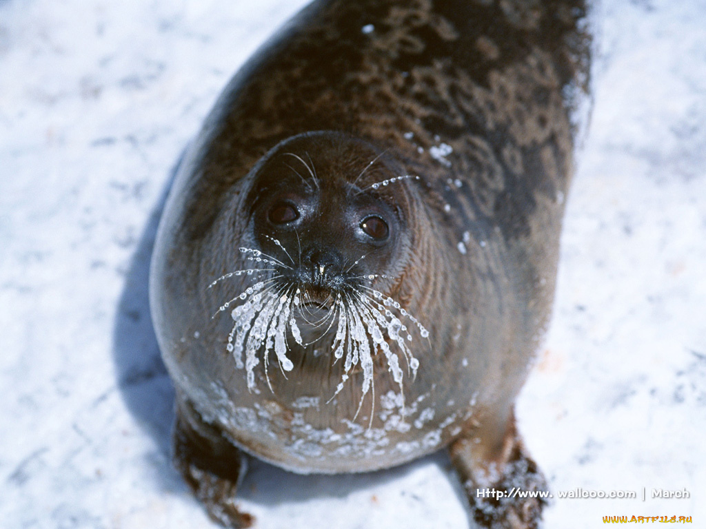 животные, тюлени, морские, львы, котики