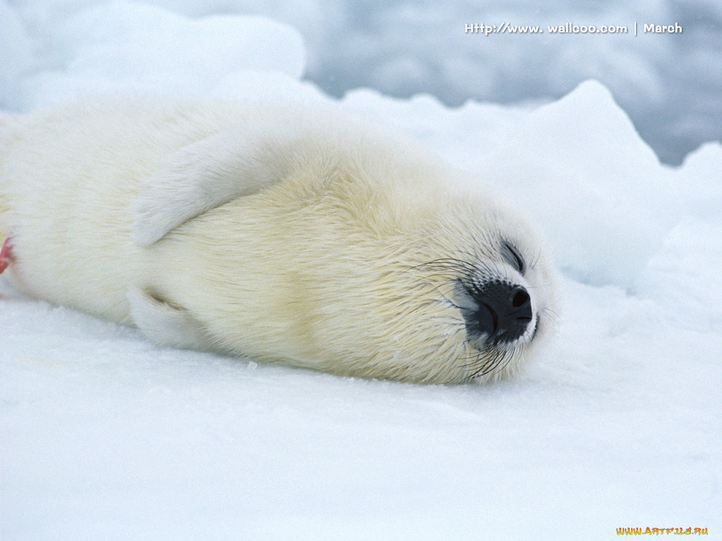 животные, тюлени, морские, львы, котики