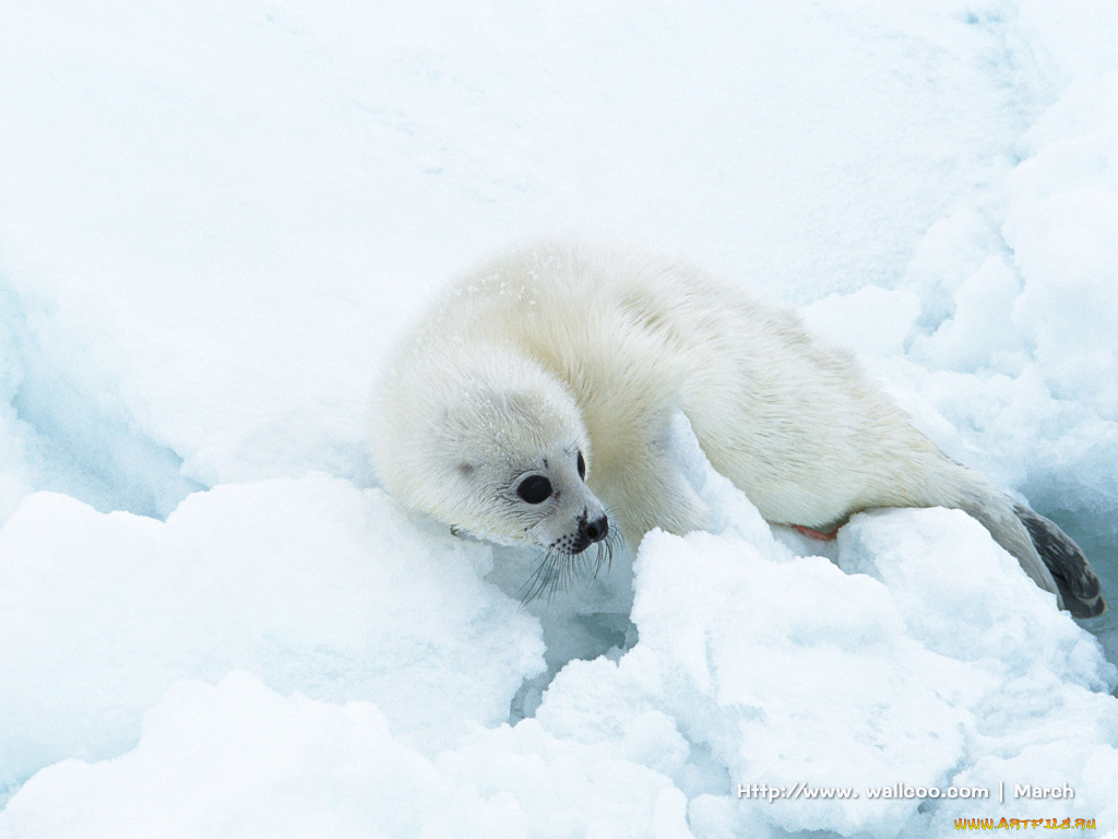 животные, тюлени, морские, львы, котики