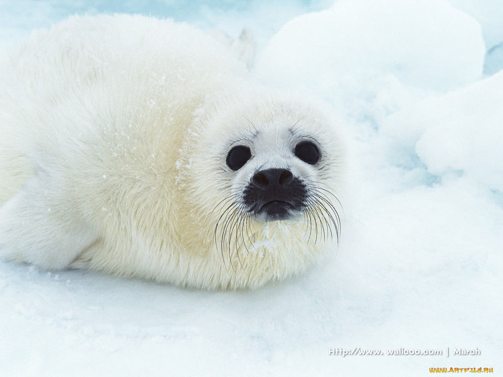 животные, тюлени, морские, львы, котики