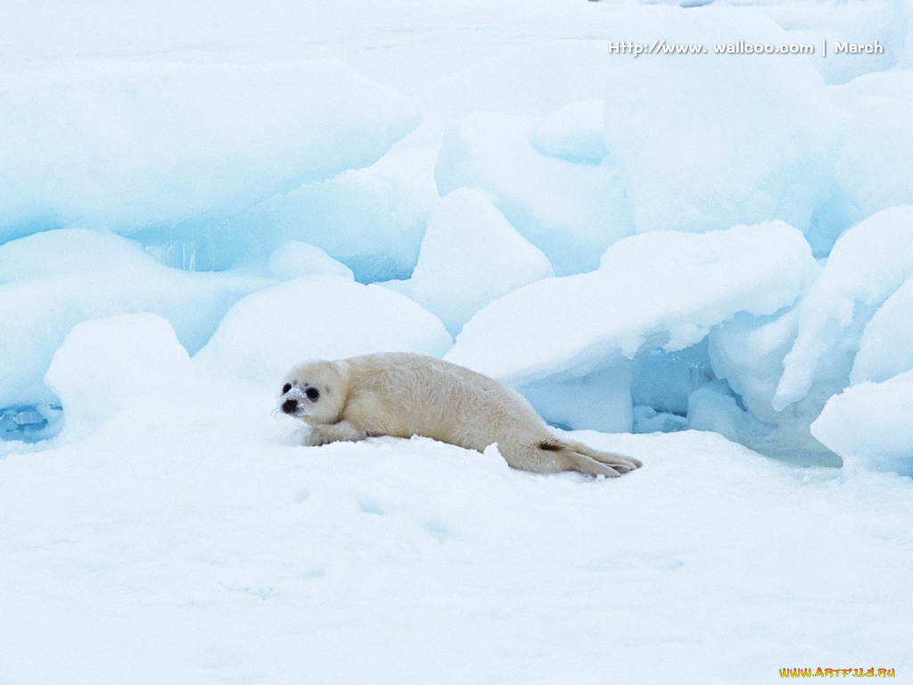 животные, тюлени, морские, львы, котики