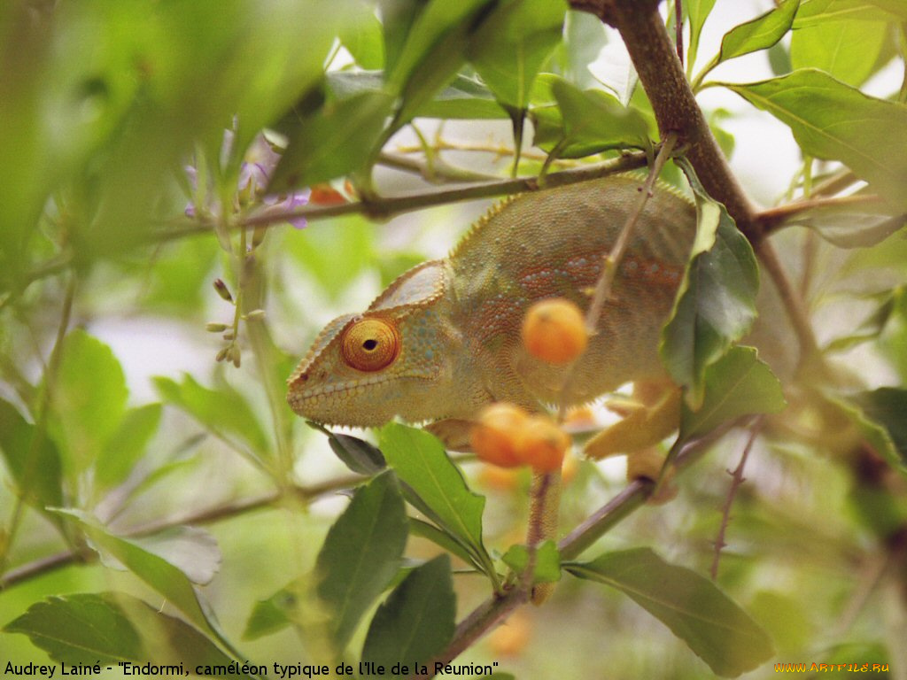 животные, хамелеоны