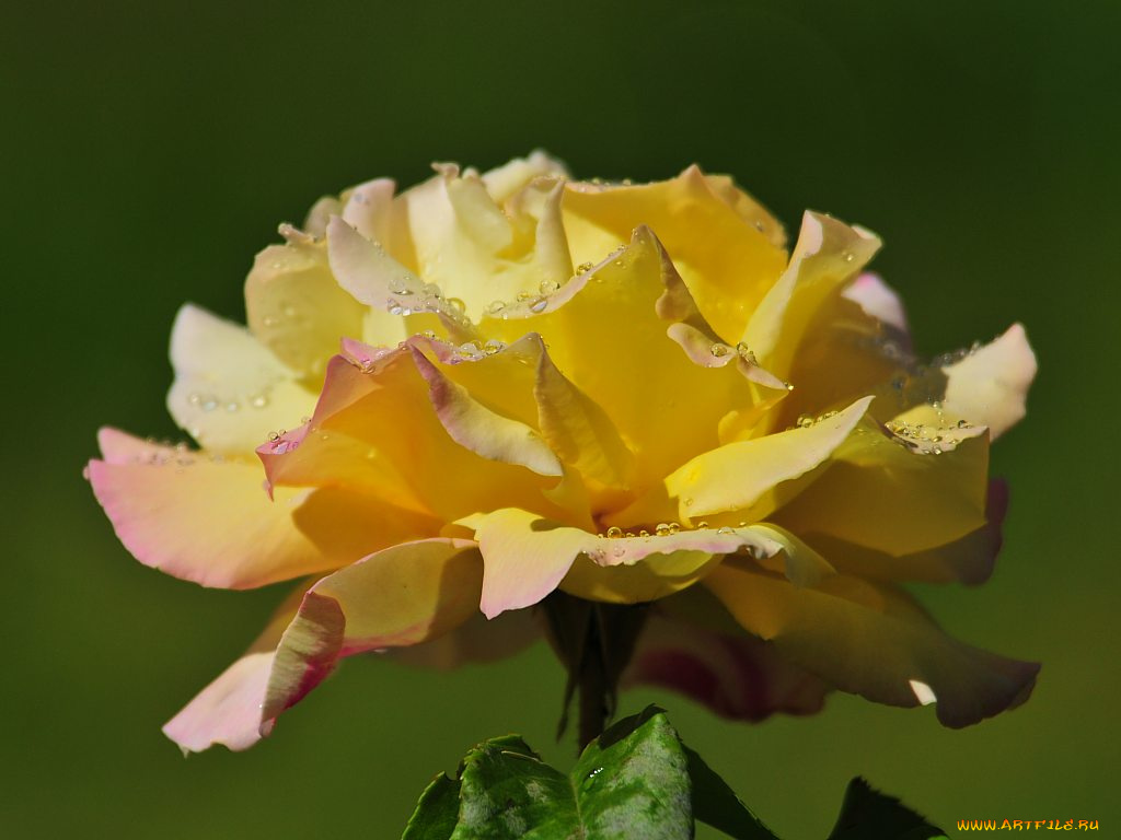 цветы, розы